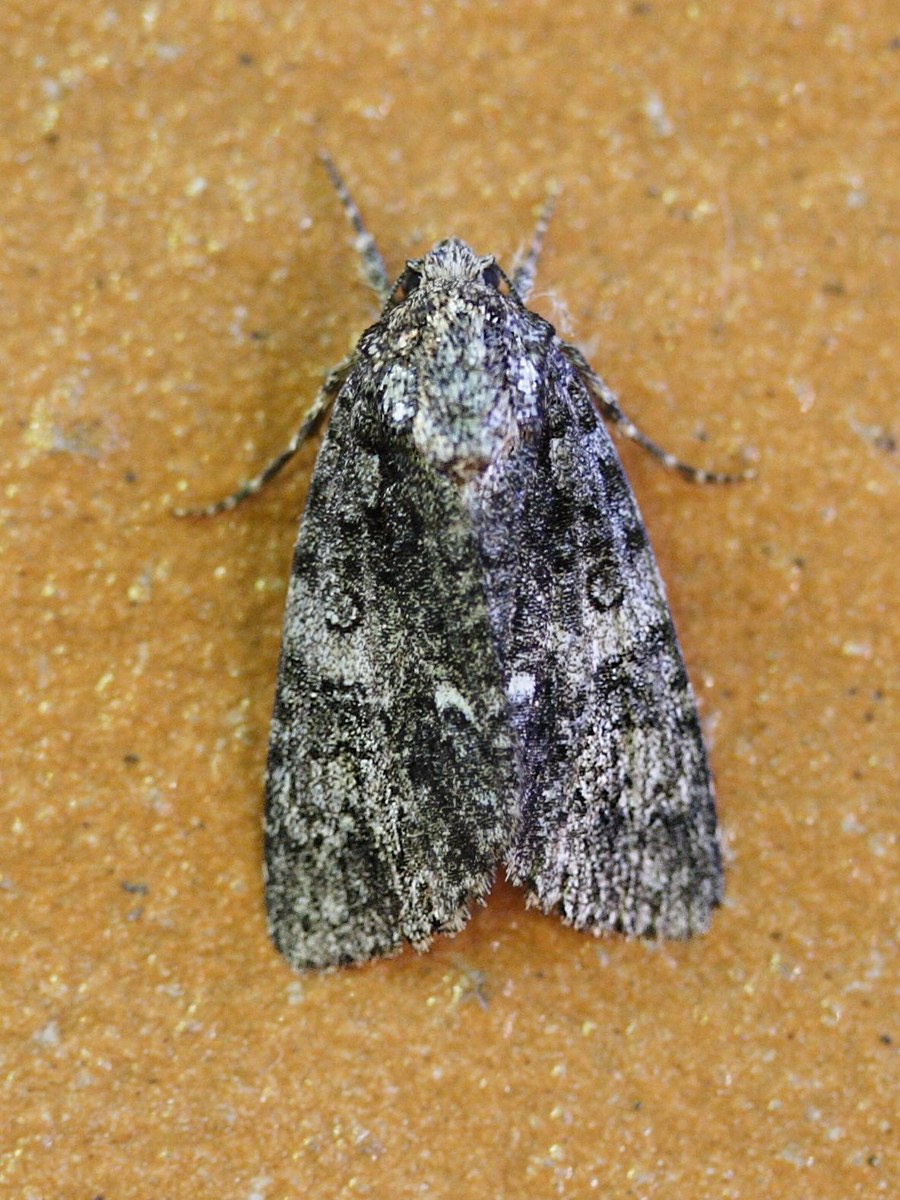 acronicta_rumicis1md