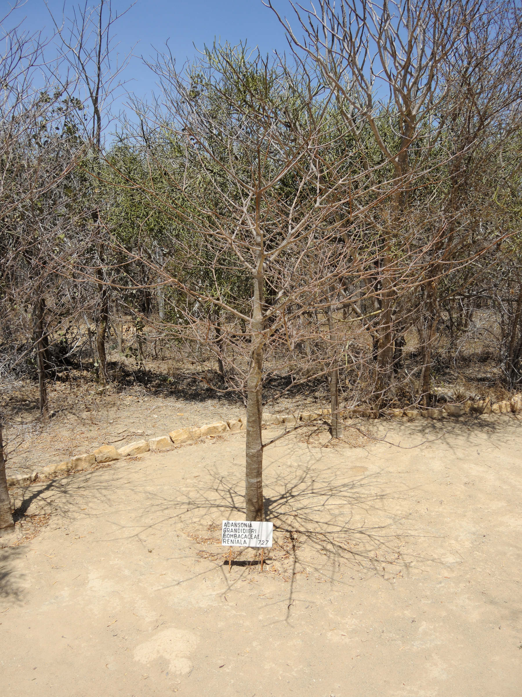 adansonia_grandidieri1md