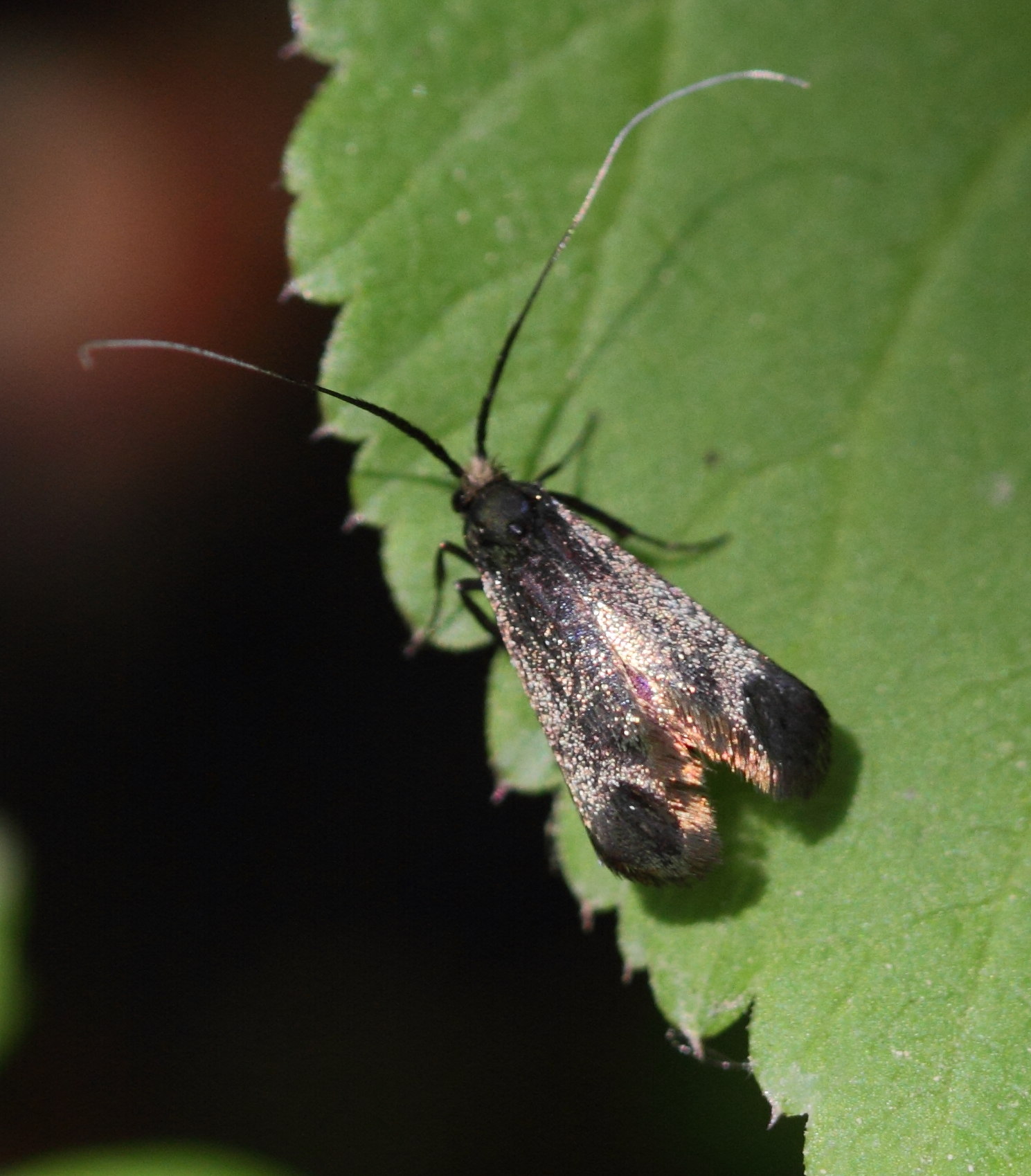 adela_reaumurella4bd