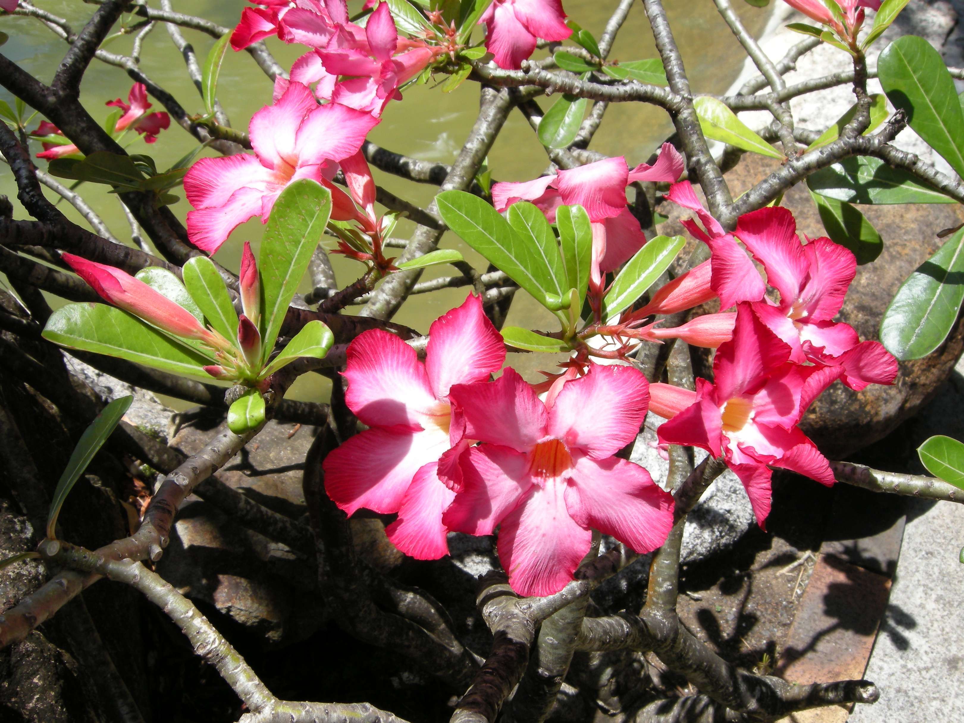 Afficher le média adenium_obesum2md adenium_obesum2md