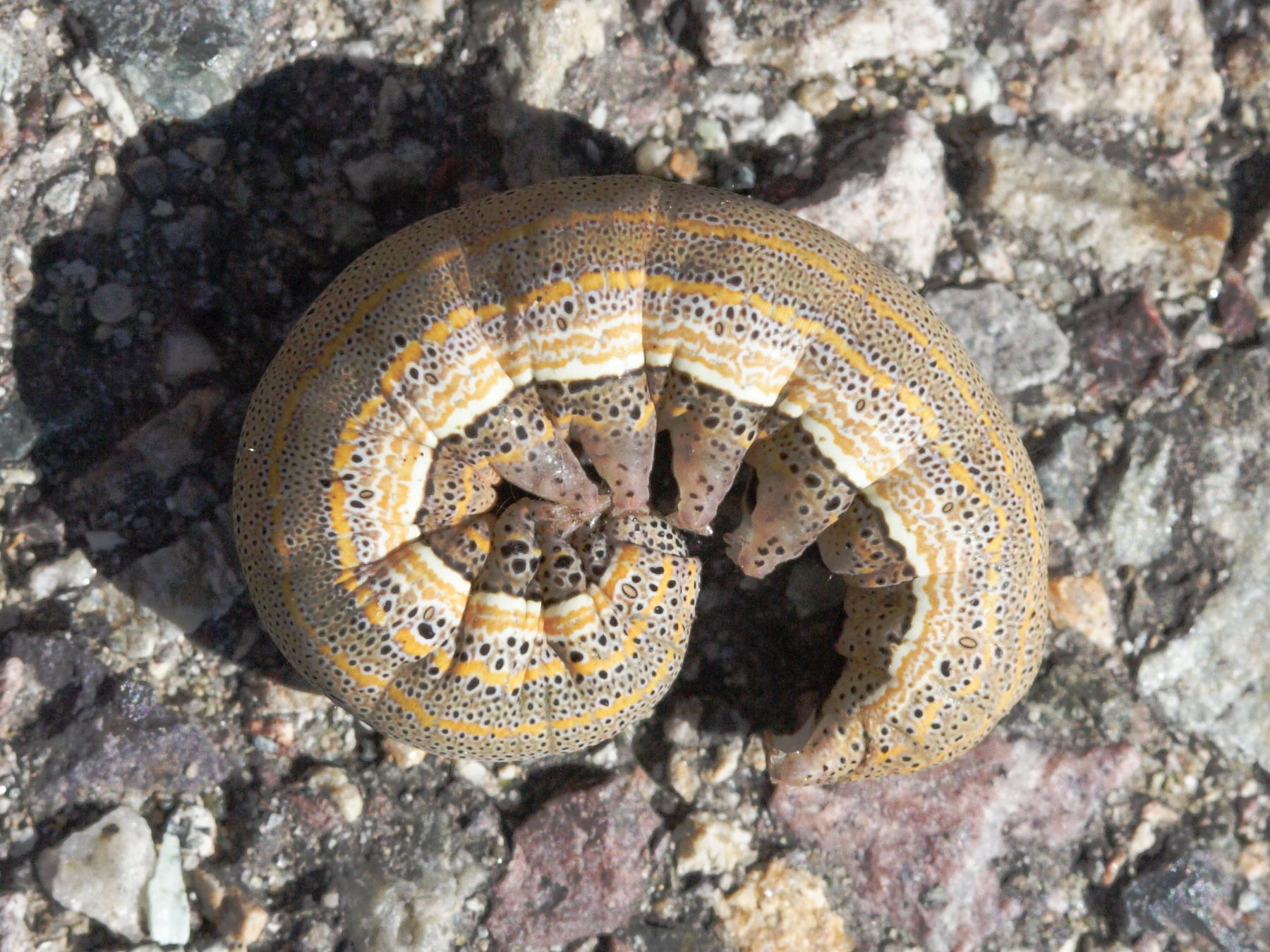 aedia_leucomelas_ch1md