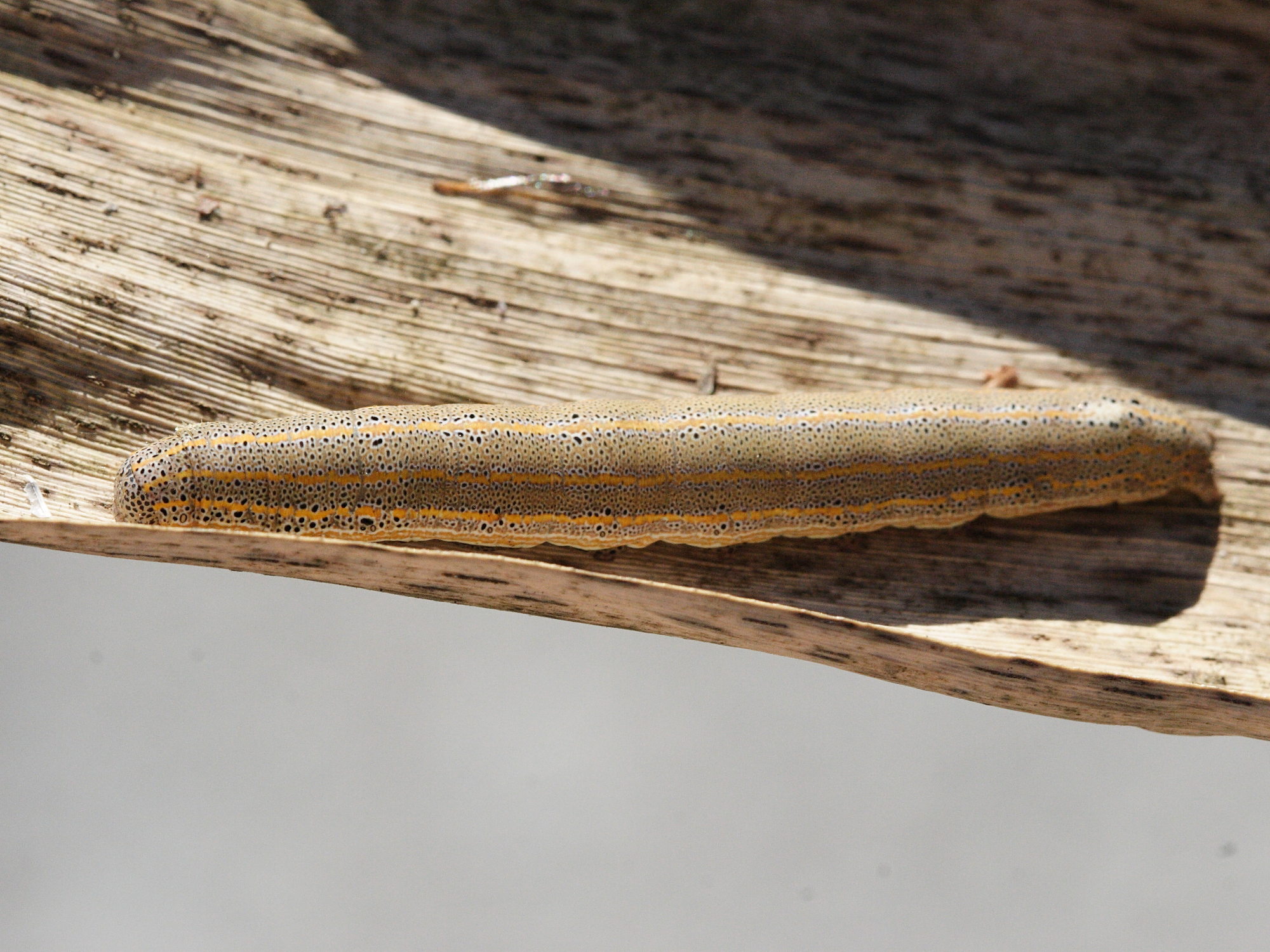 aedia_leucomelas_ch2md