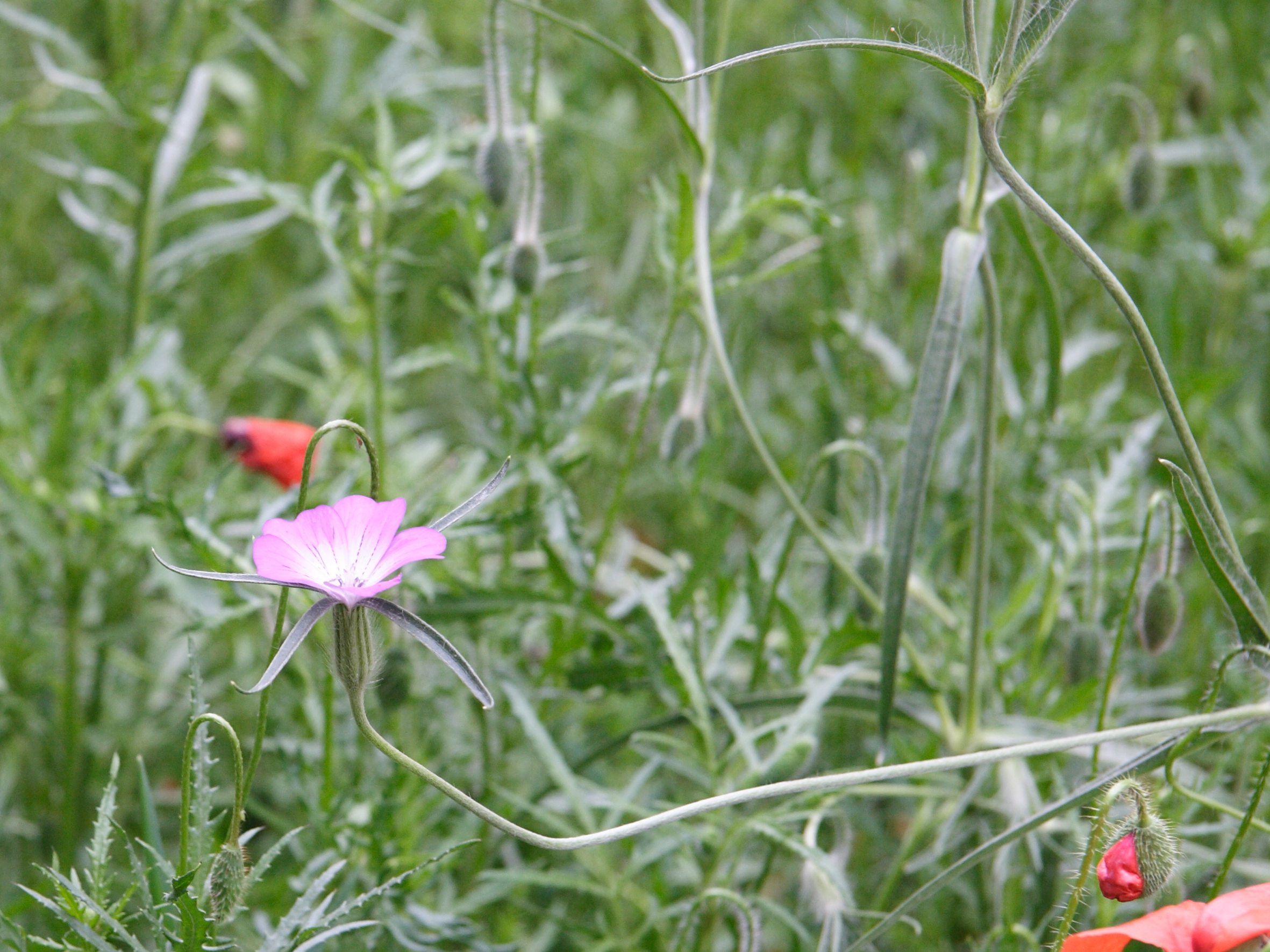 Afficher le média agrostemma_githago1md agrostemma_githago1md