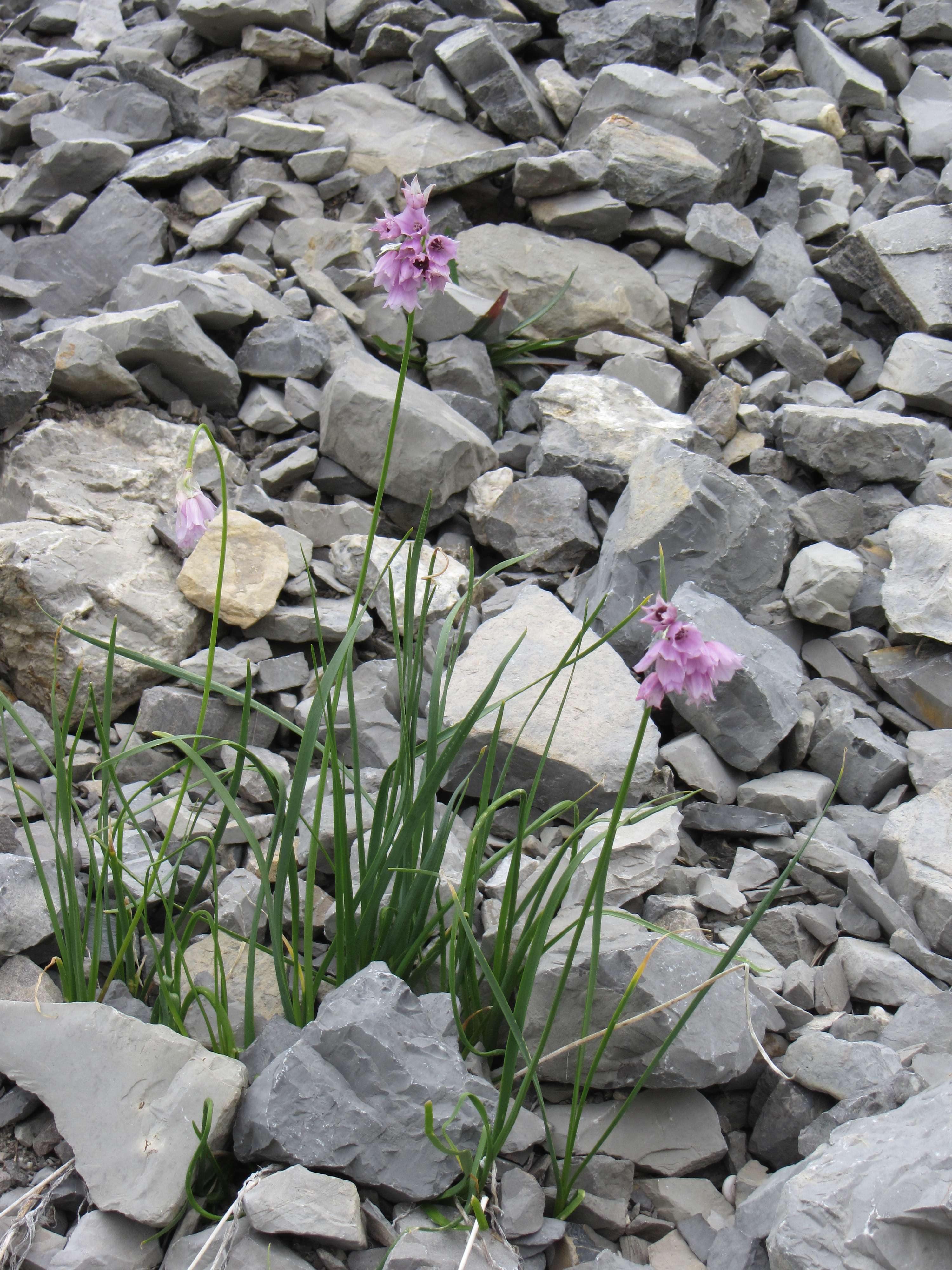 allium_narcissiflorum1mv