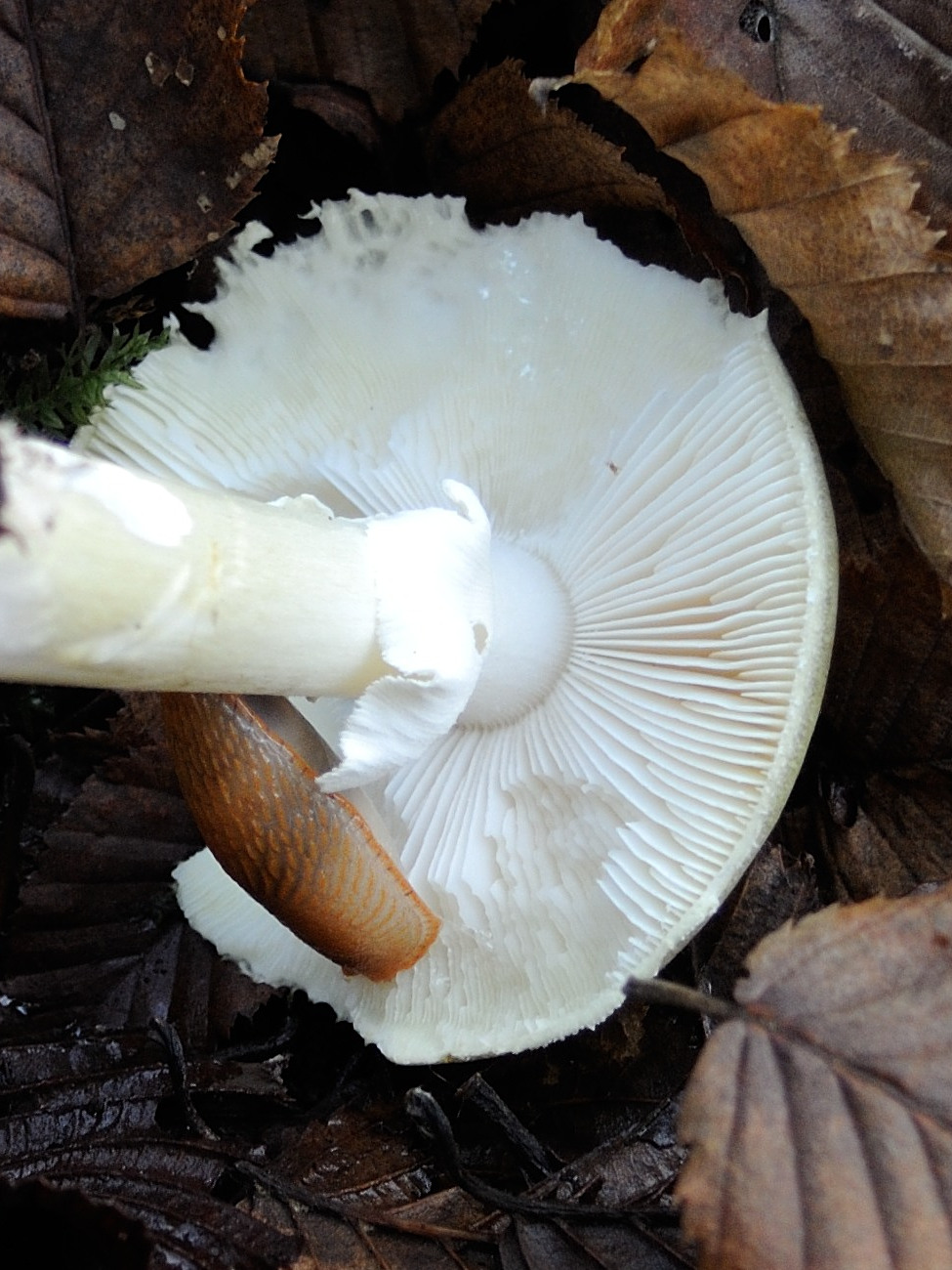amanita_phalloides3md