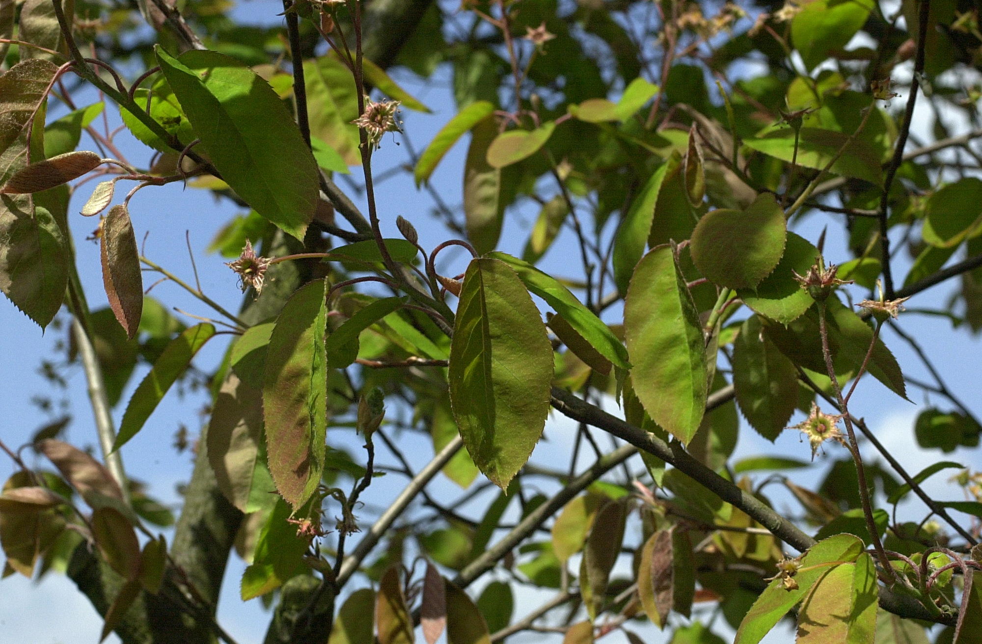 amelanchier_lamarckii5md