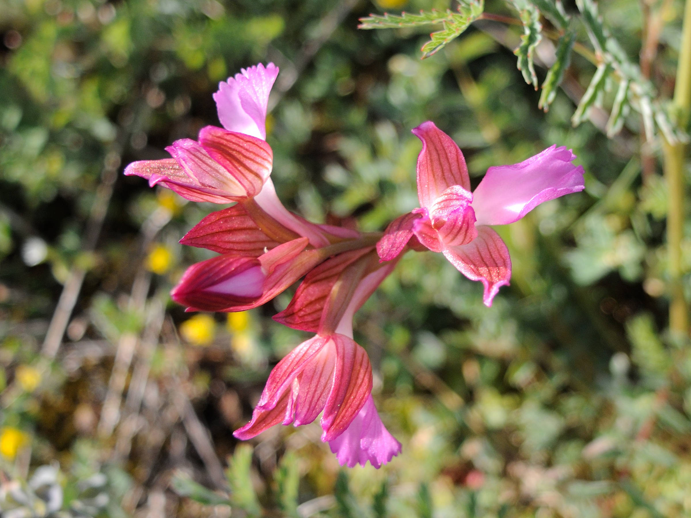 anacamptis_papilionacea1md