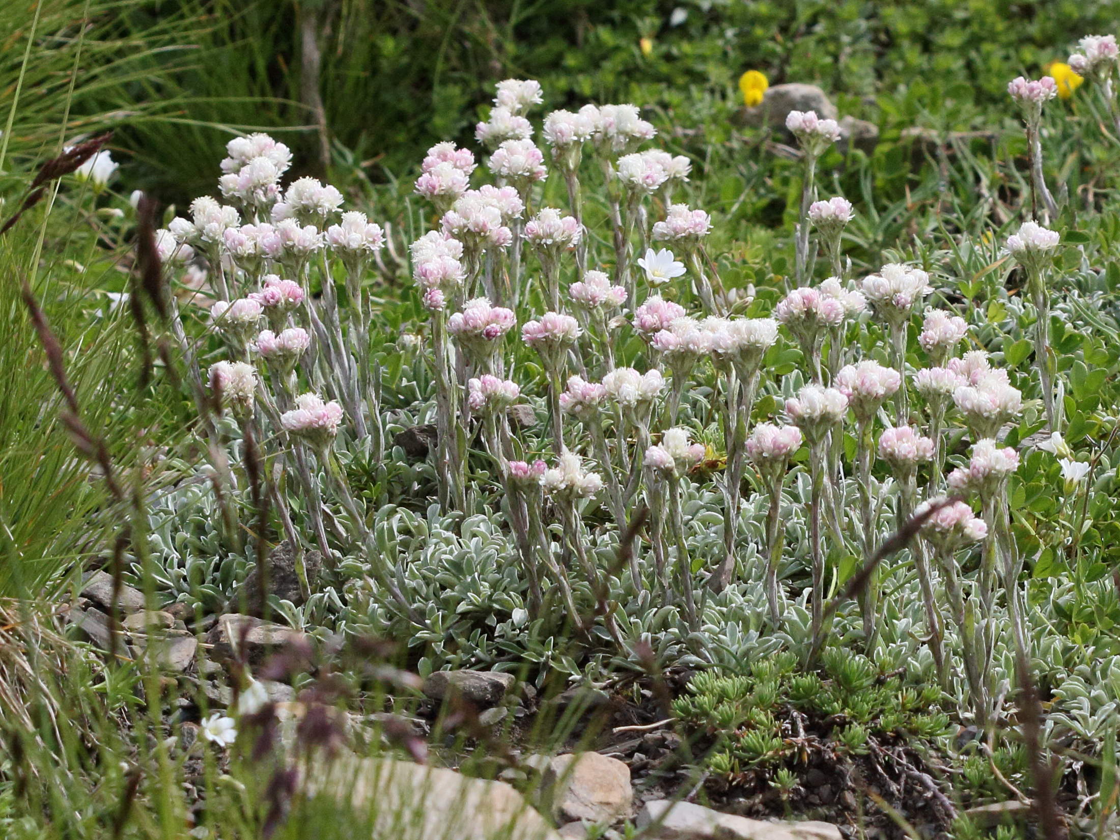 Afficher le média antennaria_dioica1abd antennaria_dioica1abd