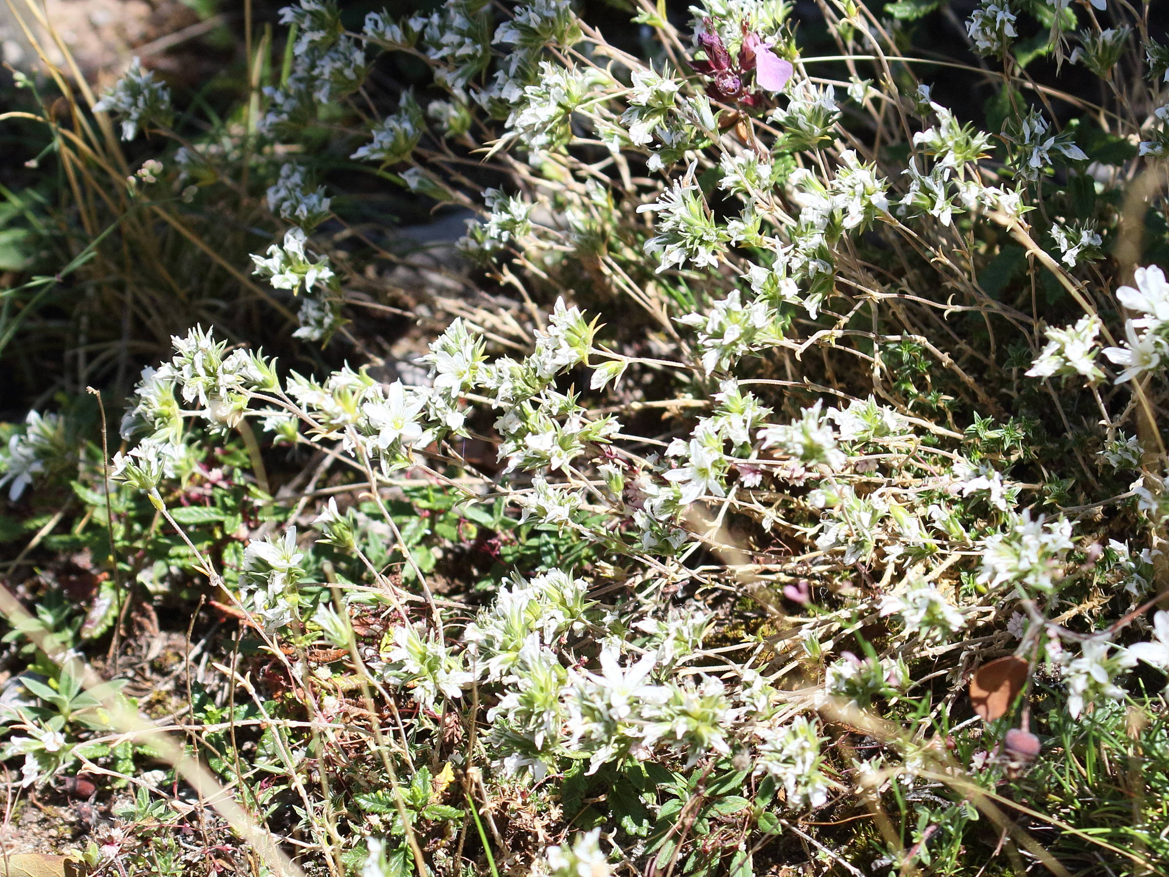 arenaria_aggregata2bd