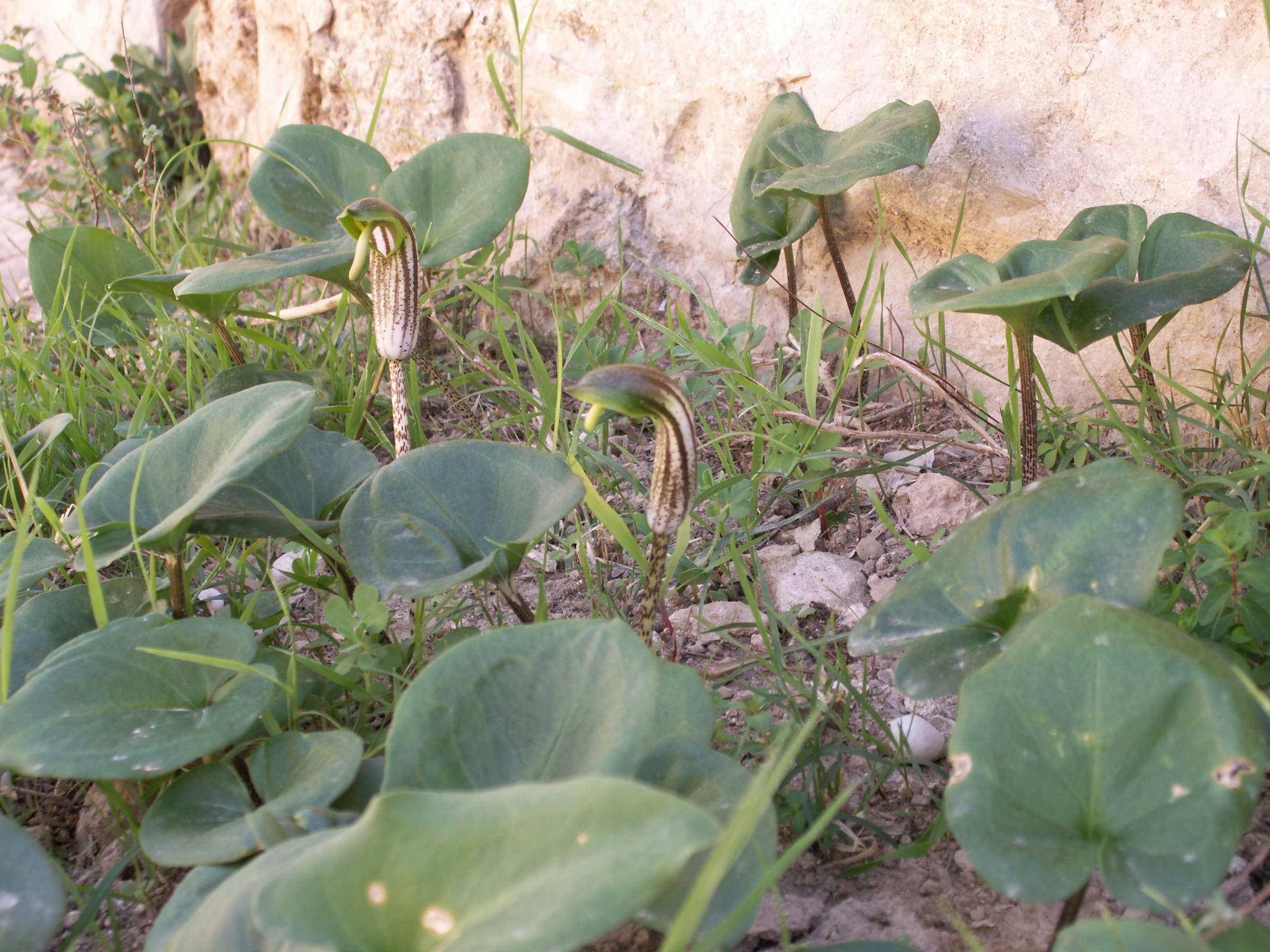 arisarum_vulgare2bd
