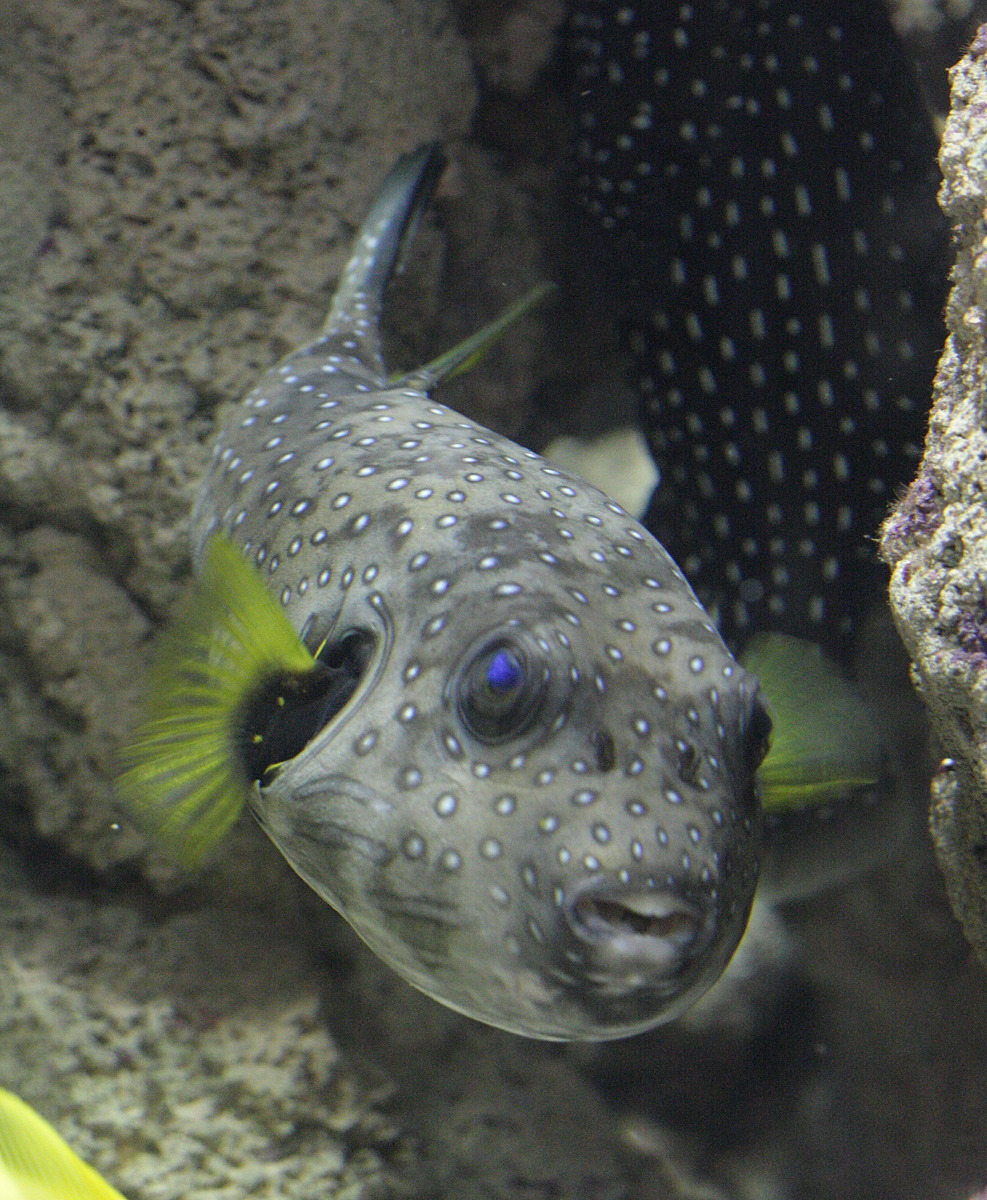 arothron_hispidus2bd