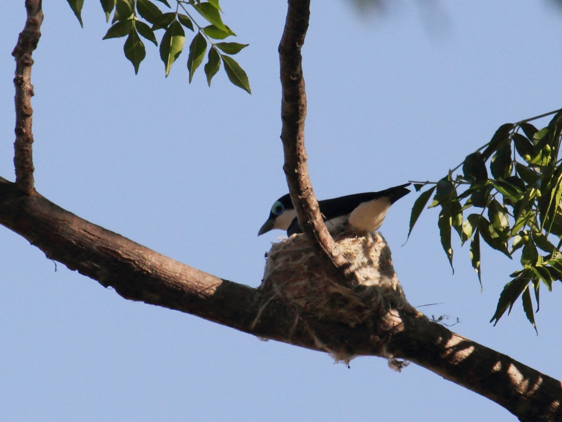 artamie_chabert_-_leptopterus_chabert1bd