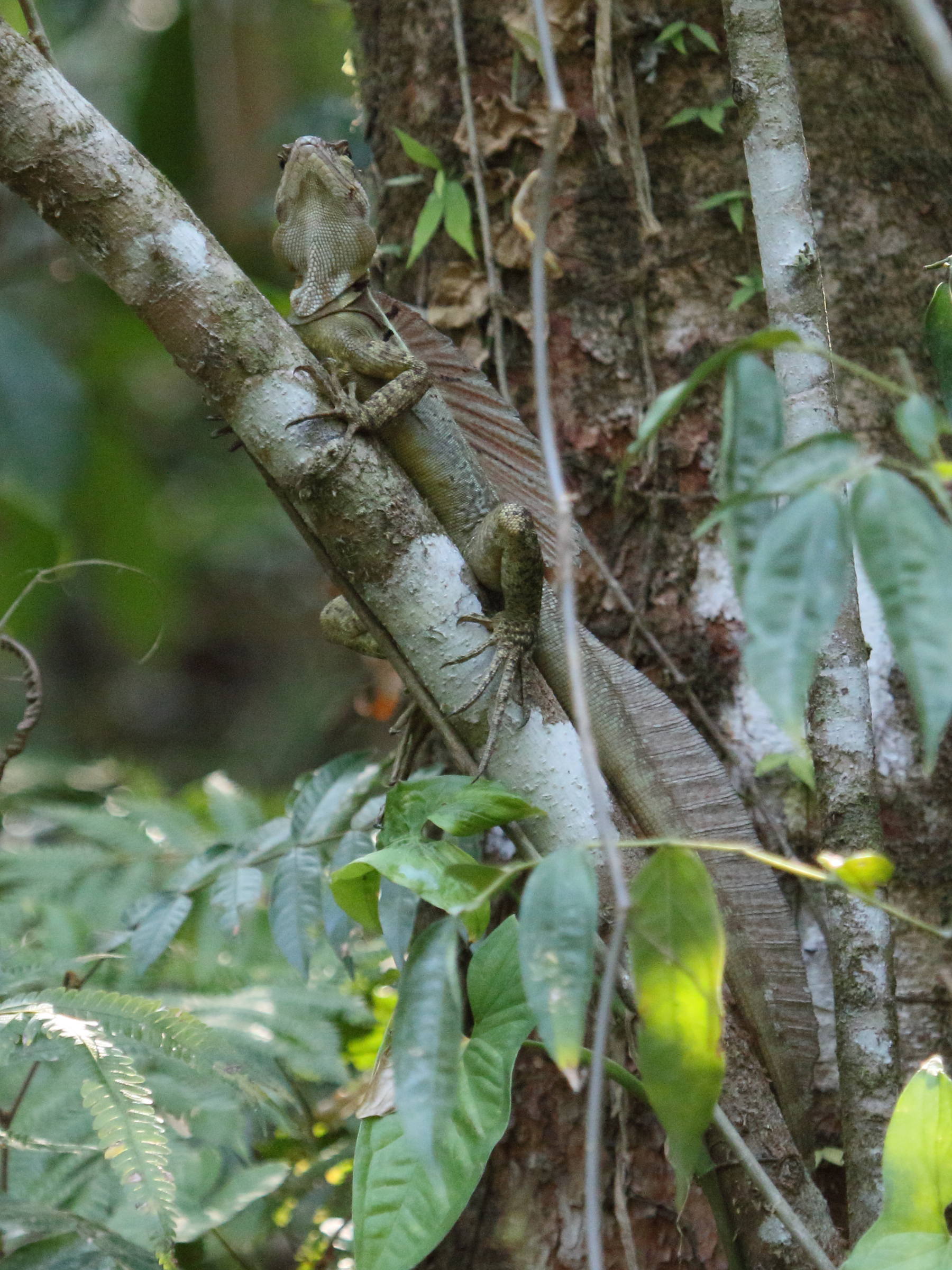 basiliscus_basiliscus3bd