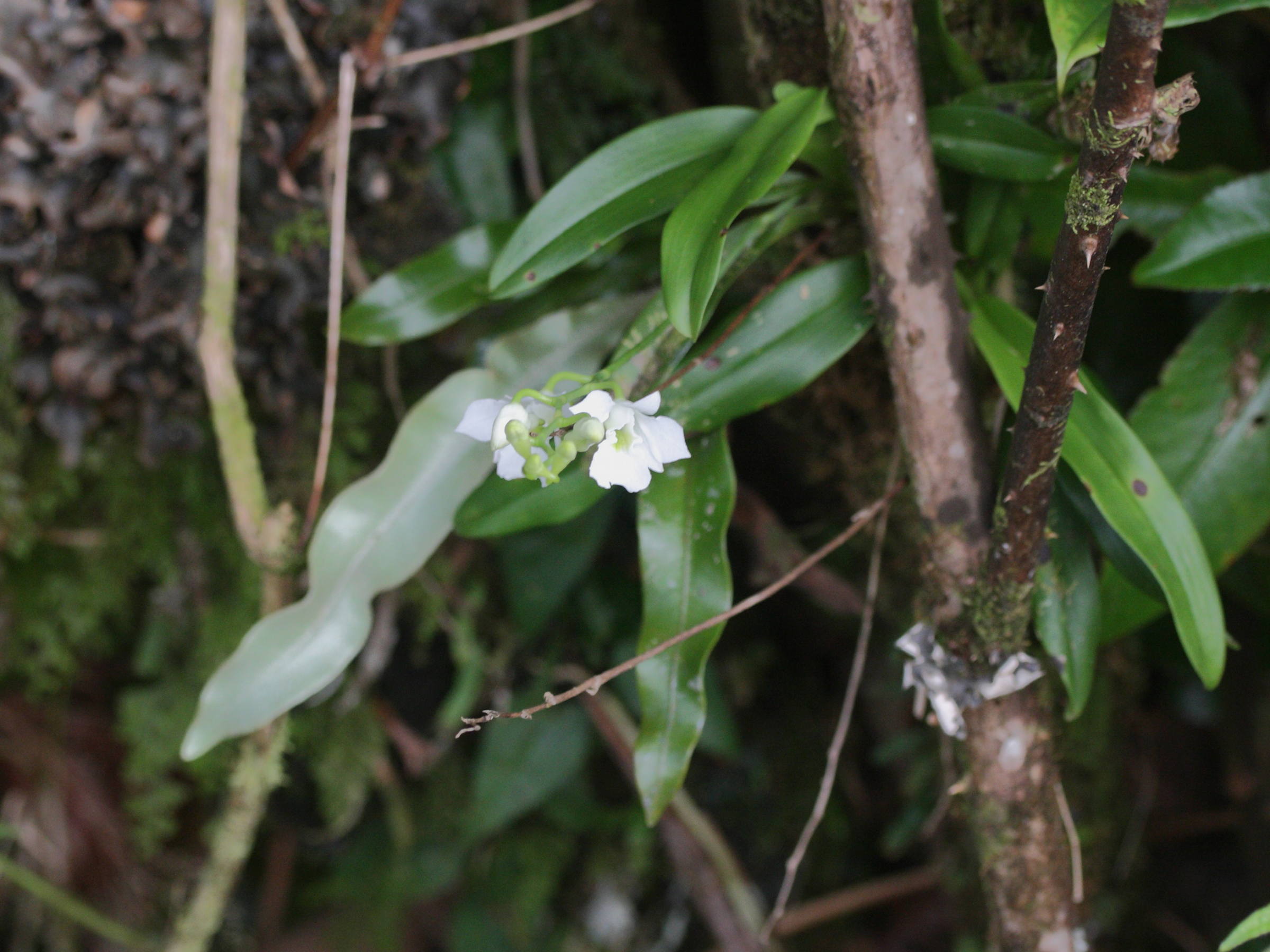 beclardia_macrostachya1md