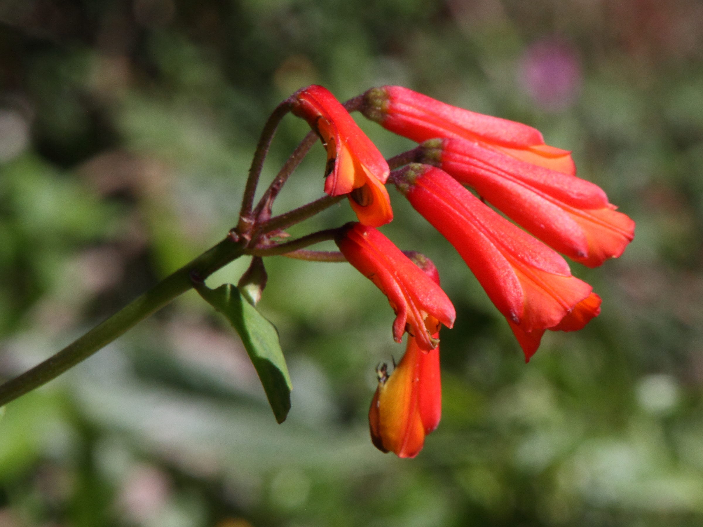 bomarea_acutifolia1md