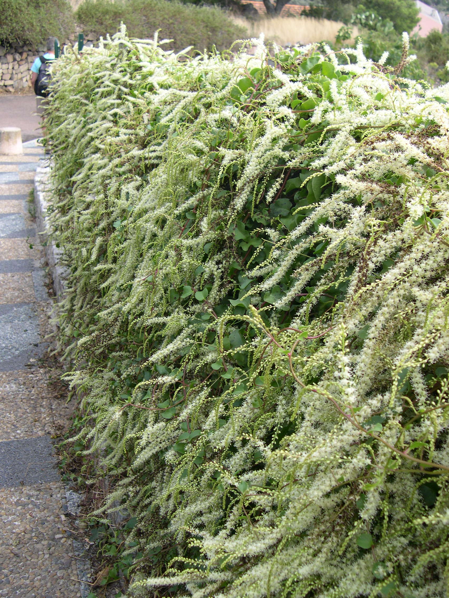 Boussingaultia_cordifolia