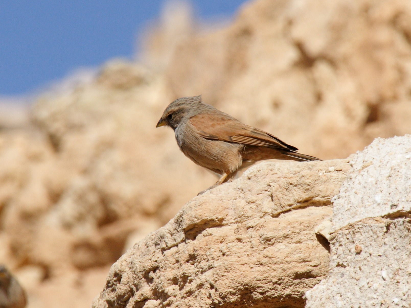 bruant_striole_-_emberiza_striolata3bd