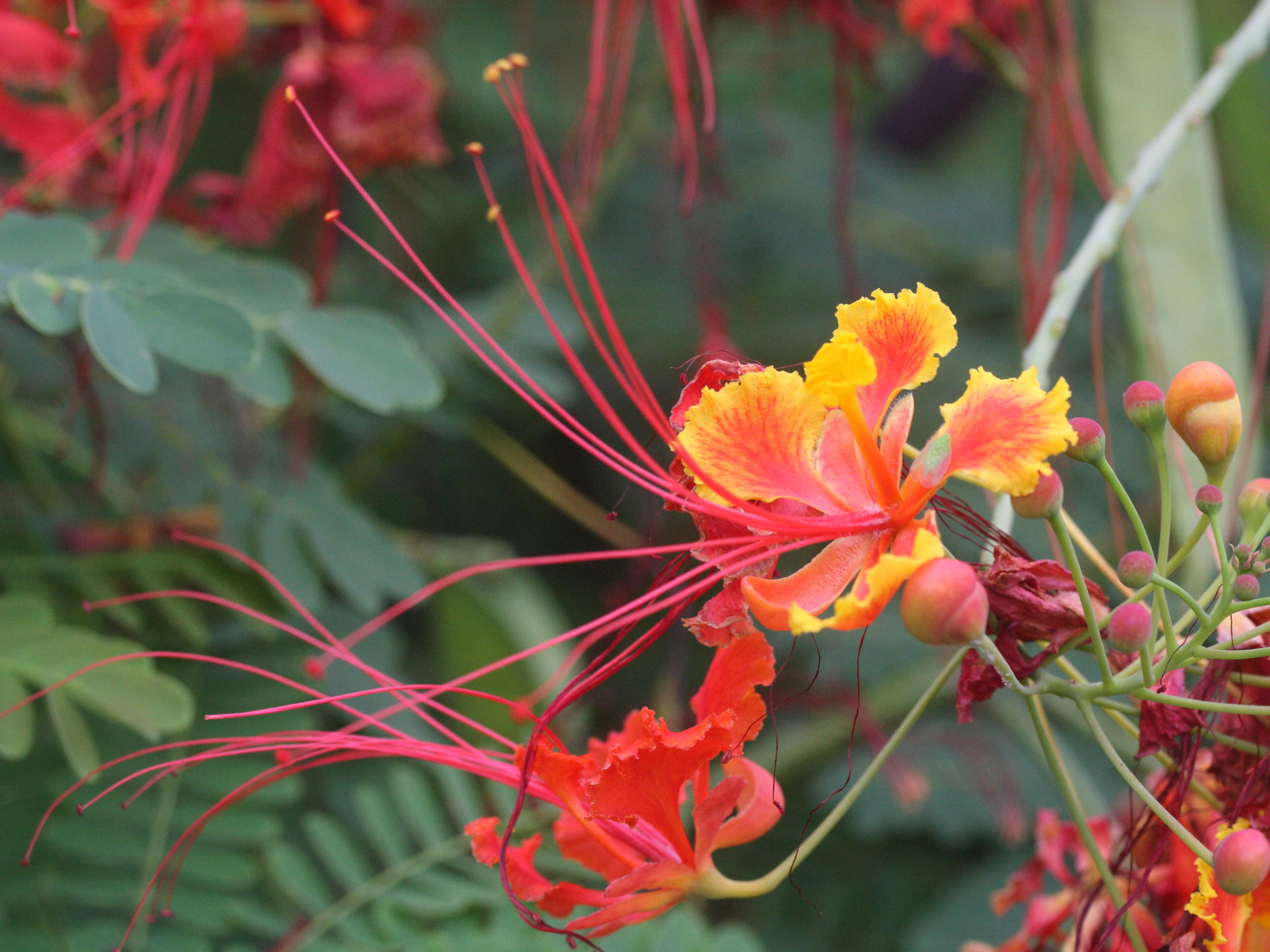 caesalpinia_pulcherrima5md