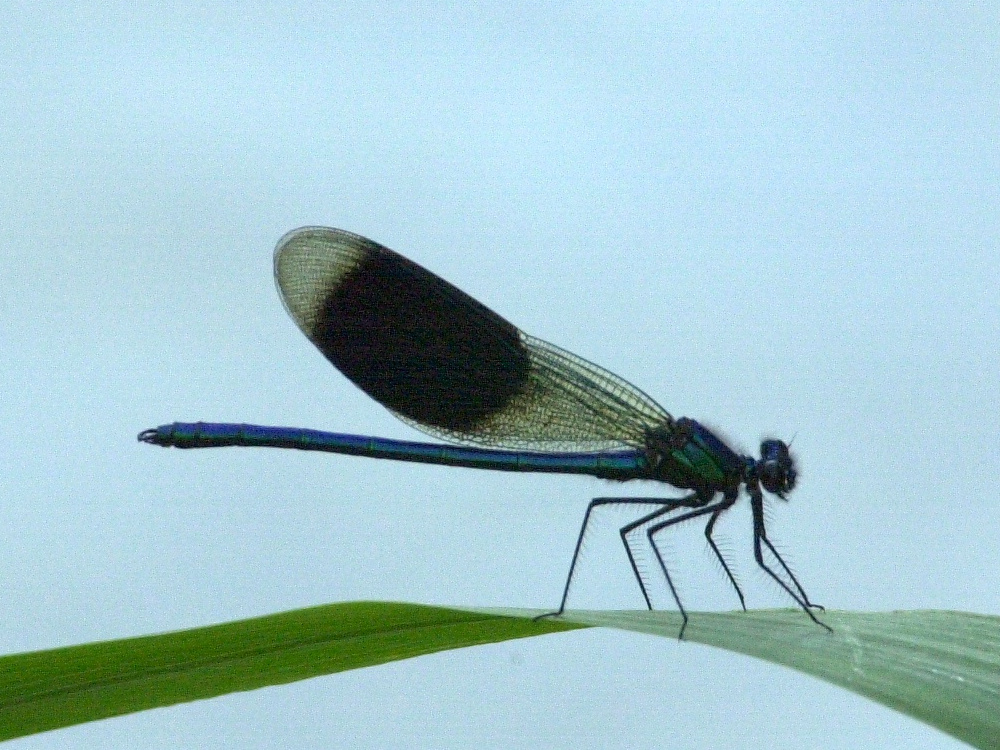 calopteryx_splendens2amd
