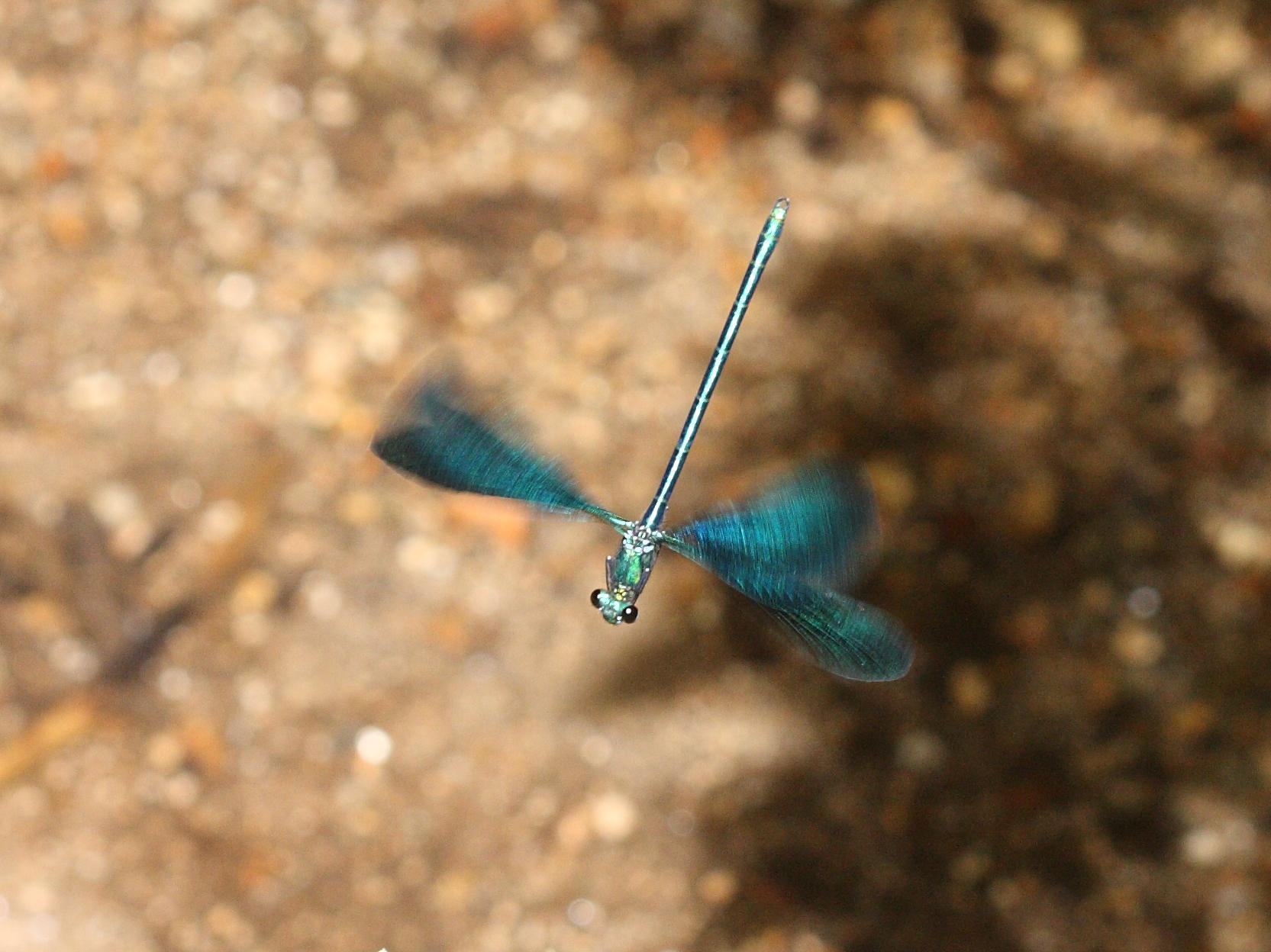 calopteryx_virgo_meridionalis4bd