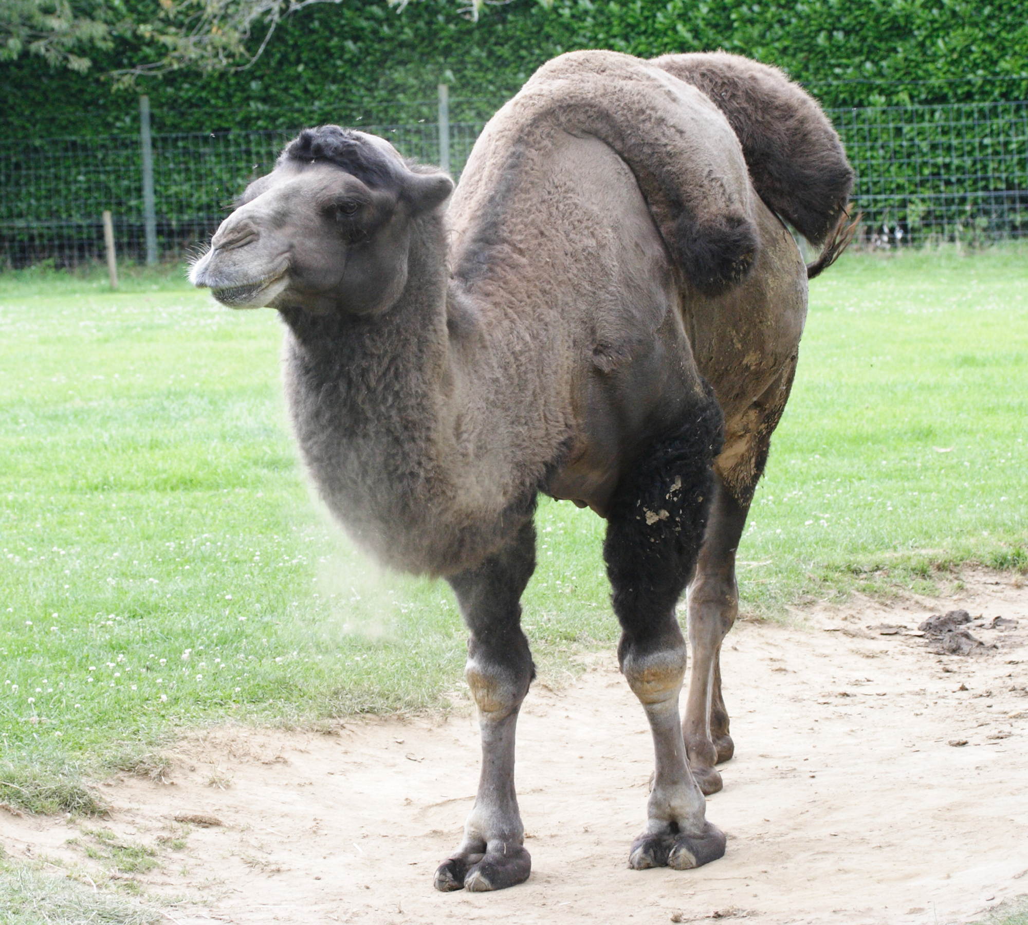 camelus_bactrianus2md