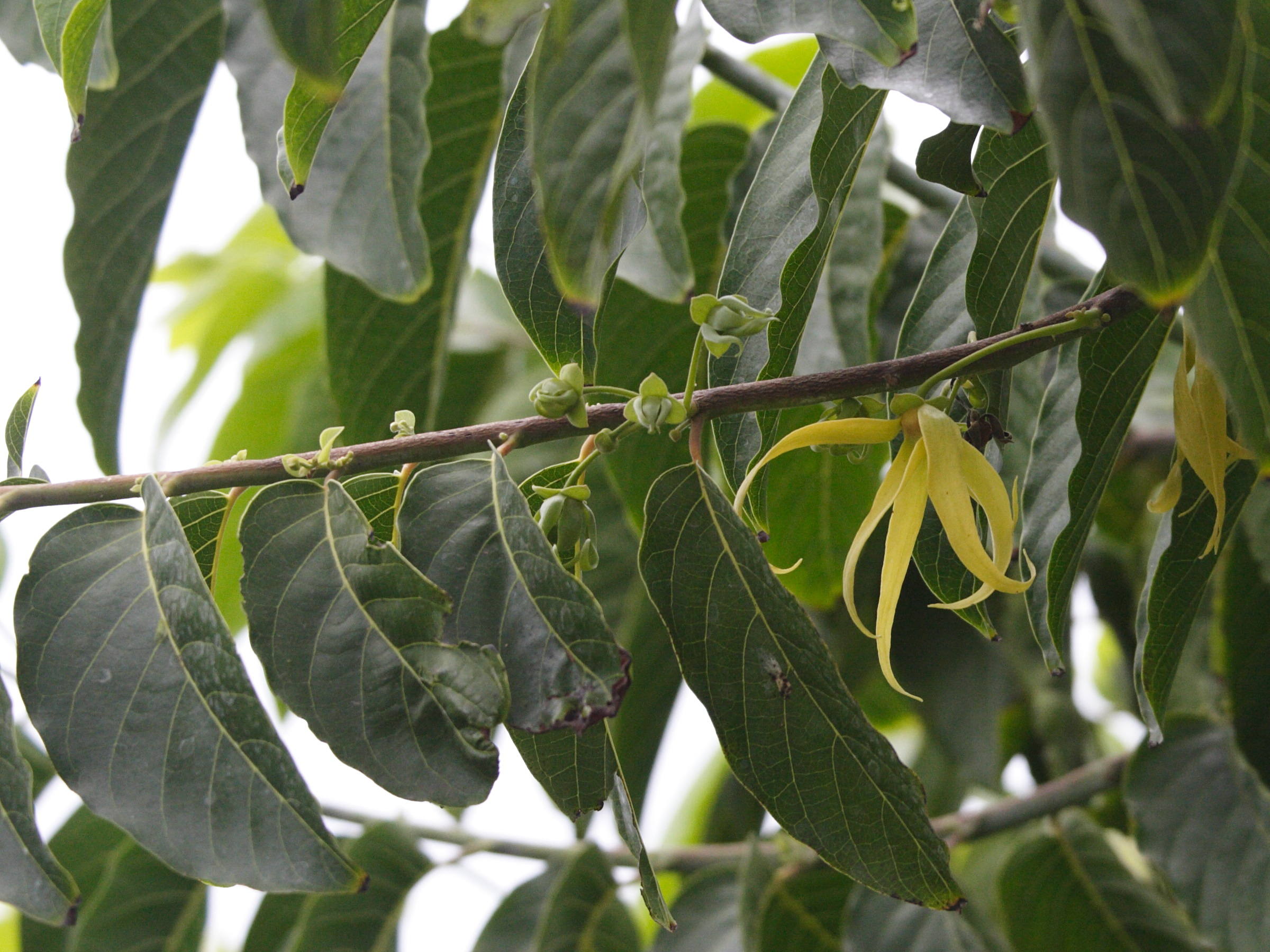 Afficher le média cananga_odorata6md cananga_odorata6md