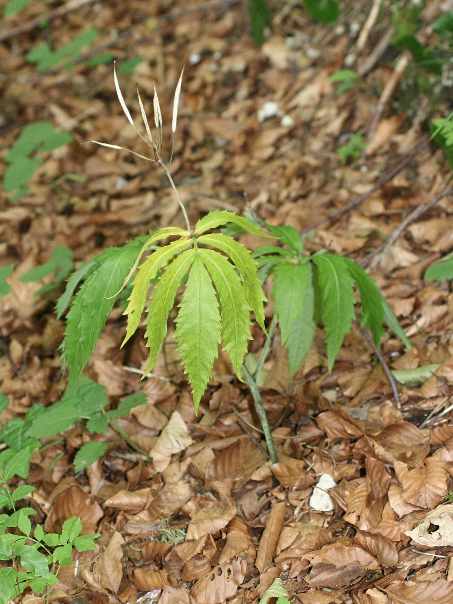 cardamine_heptaphylla2md