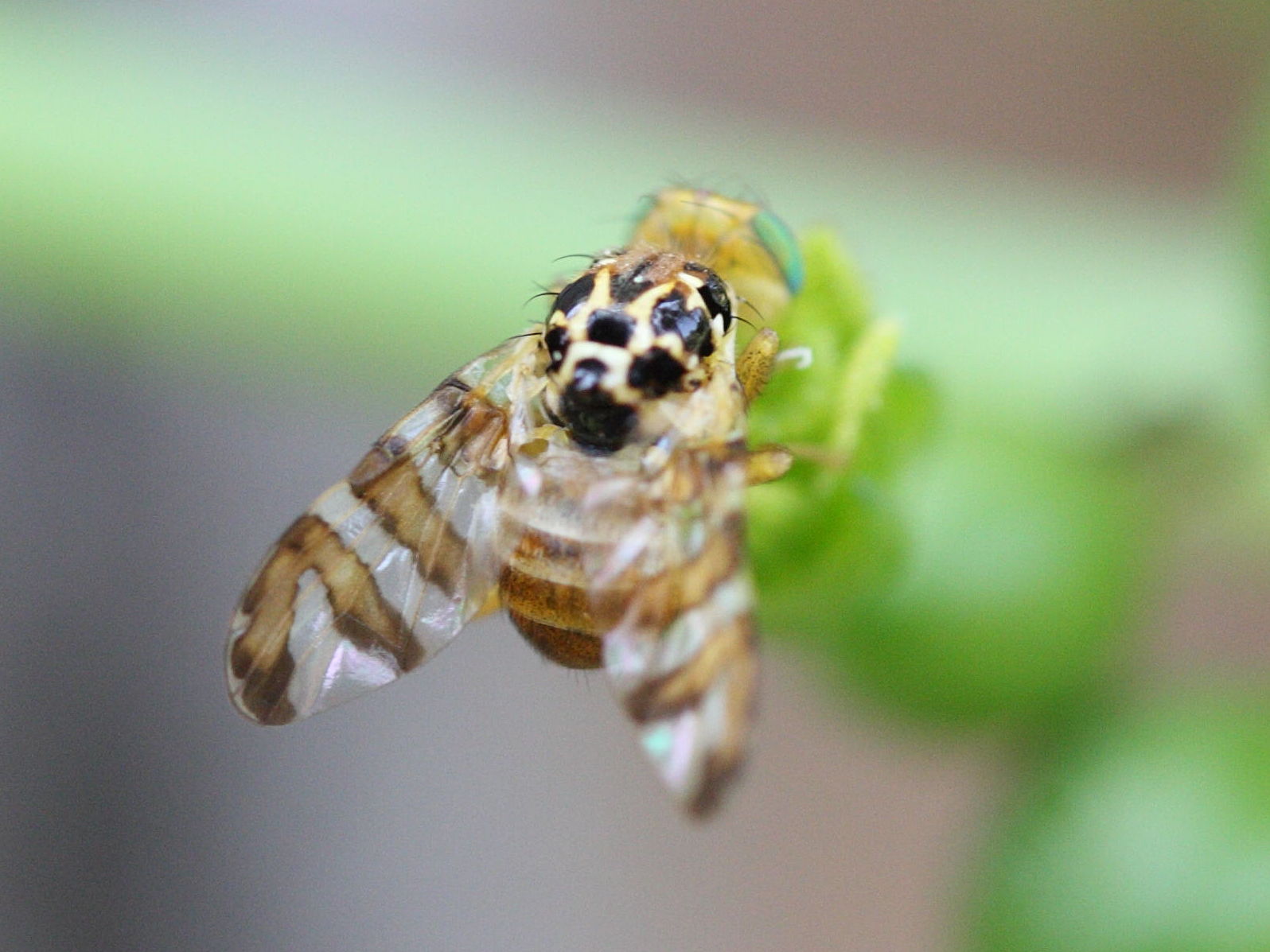 carpomya_schineri2md