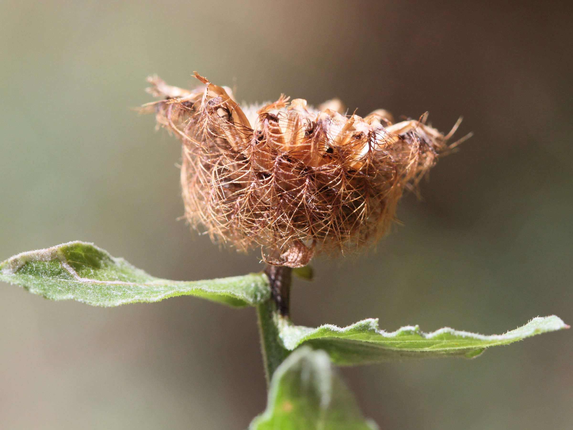 centaurea_pectinata7md