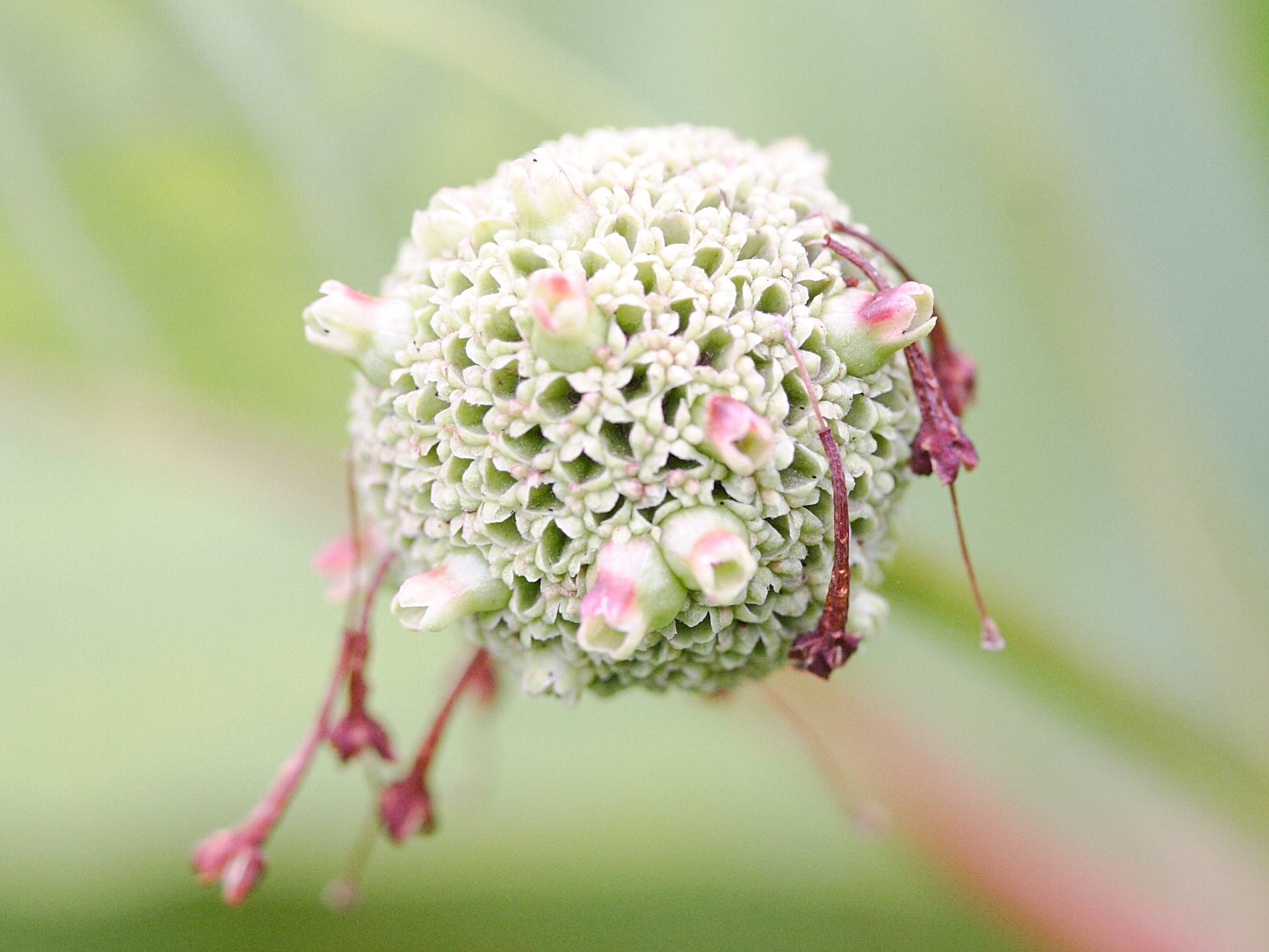 cephalanthus_occidentalis4md