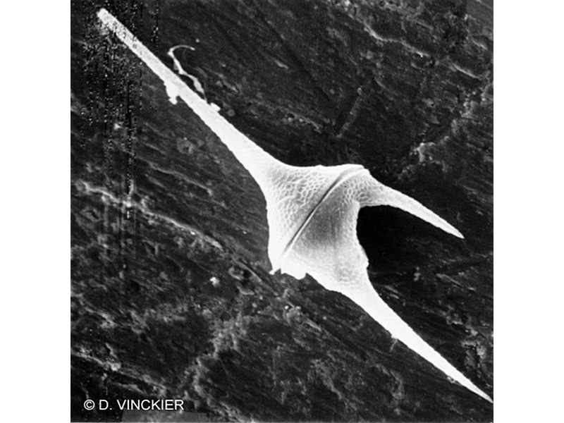 Afficher le média ceratium_sp1dv ceratium_sp1dv