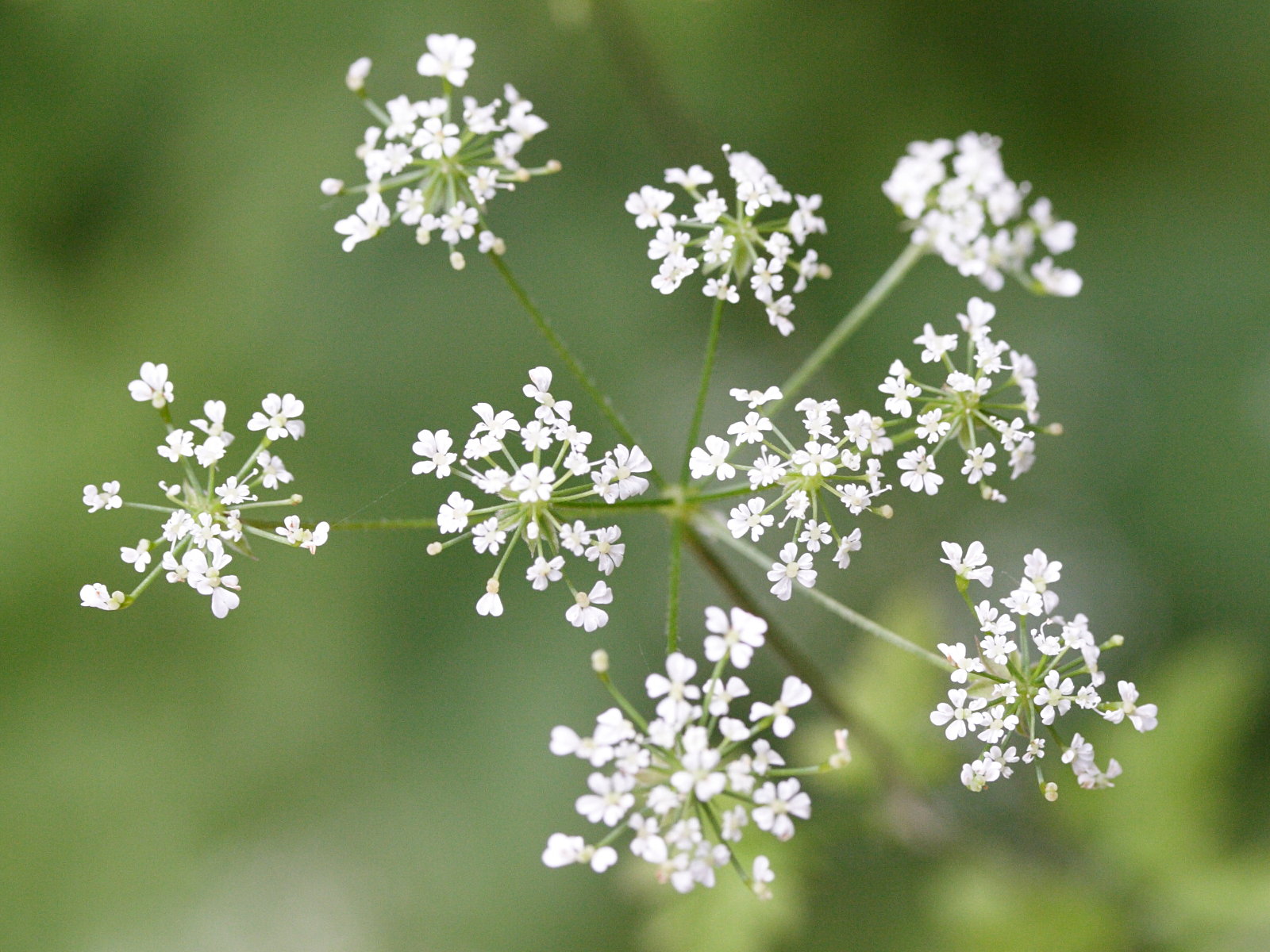 chaerophyllum_temulum2md