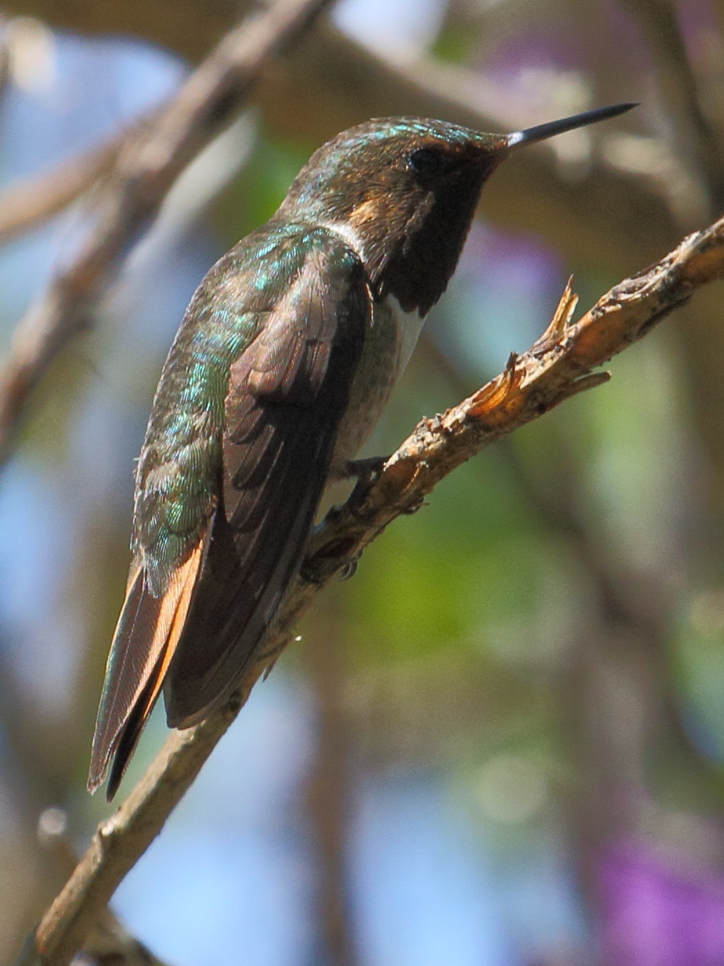 colibri_flammule_-_selasphorus_flammula1bd