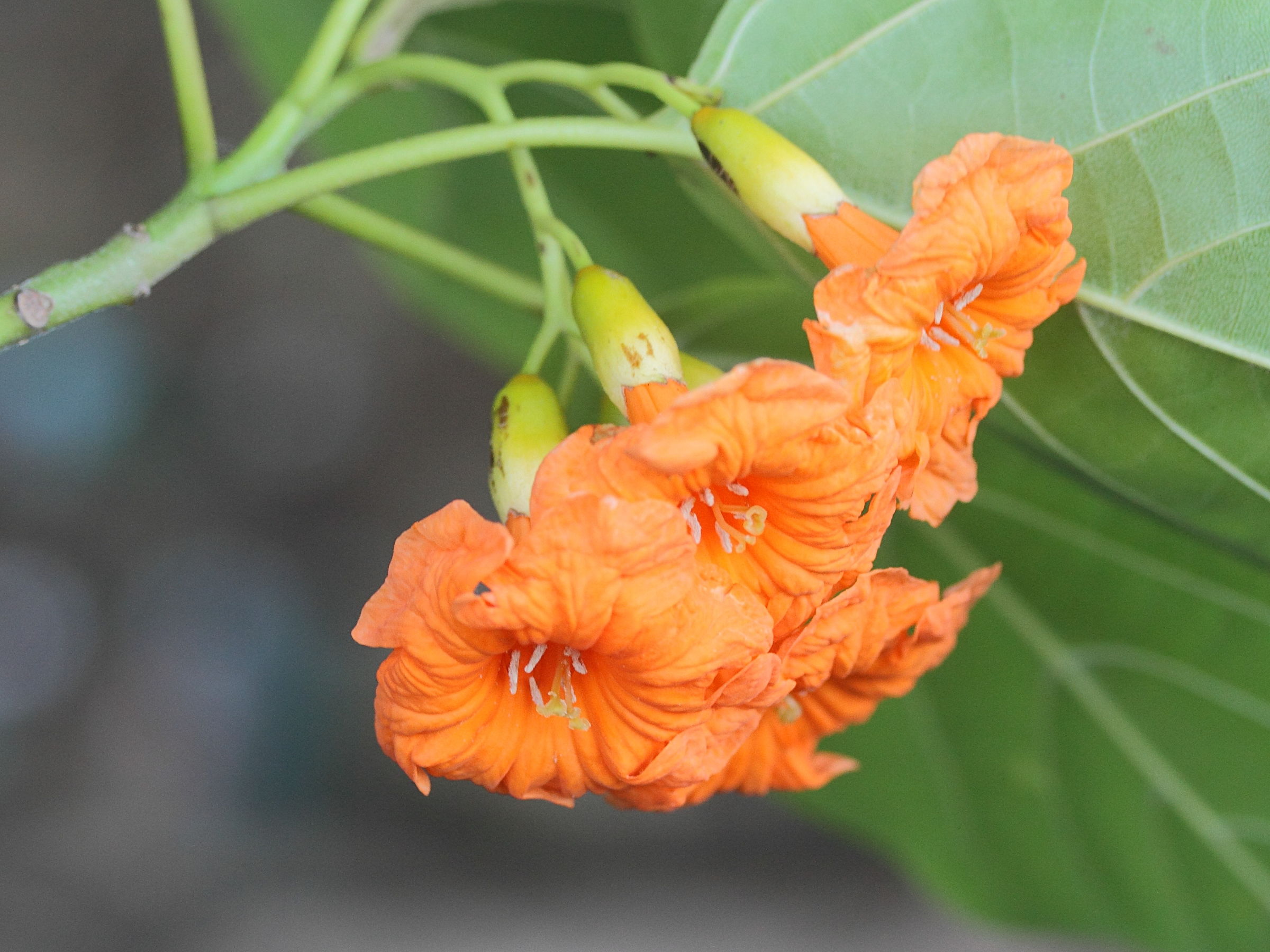 cordia_subcordata3md