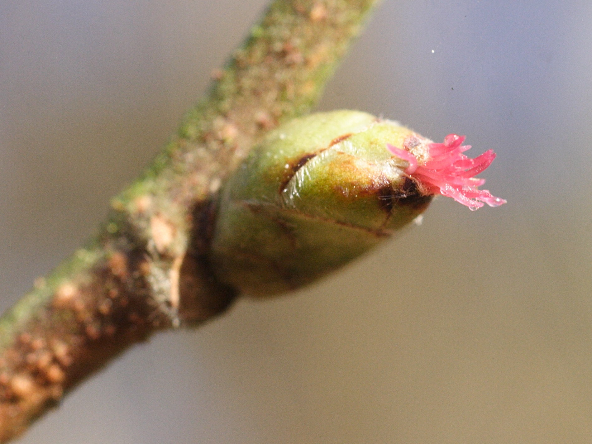 Afficher le média corylus_avellana4bmd corylus_avellana4bmd