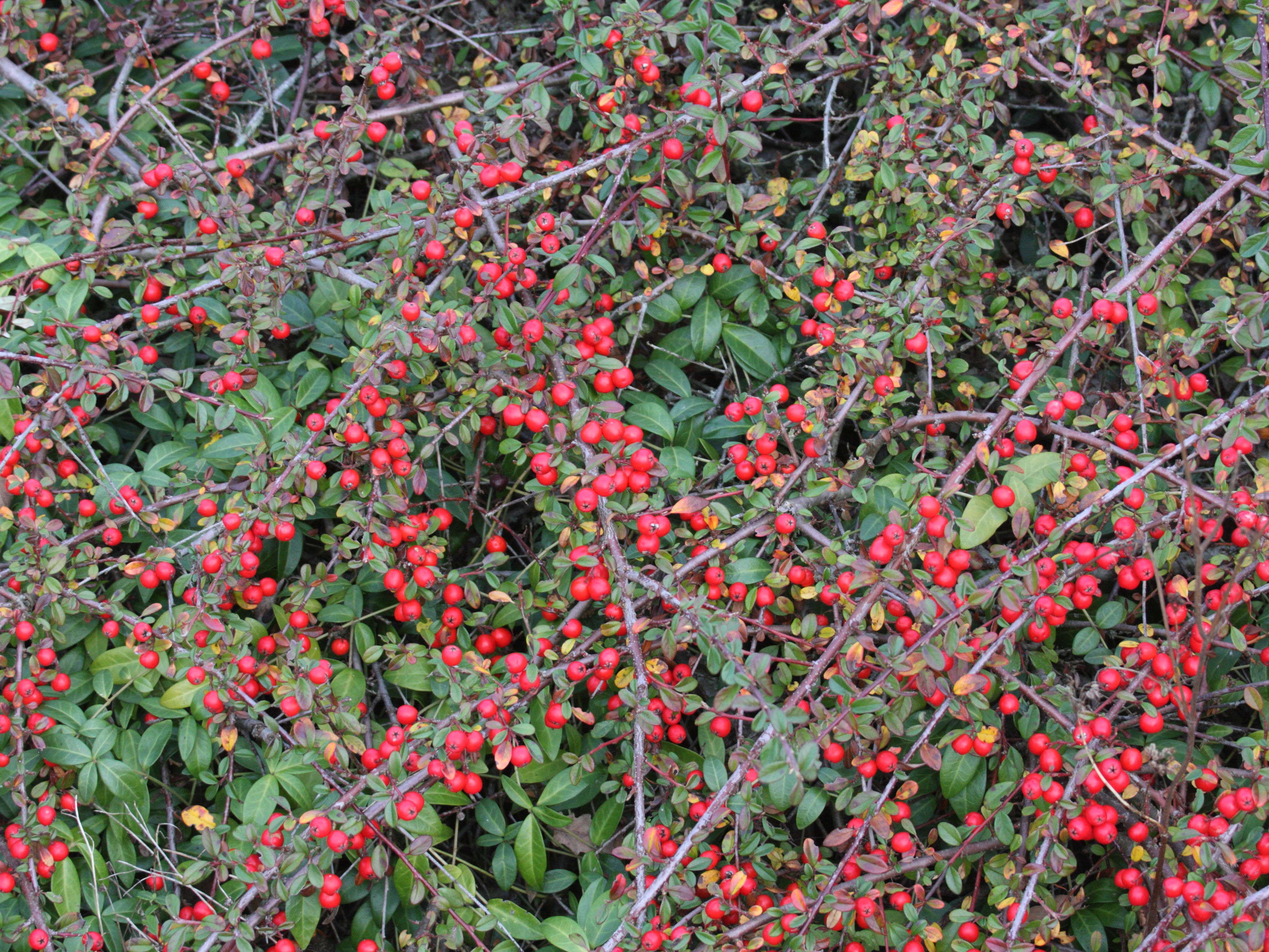 cotoneaster_horizontalis4md