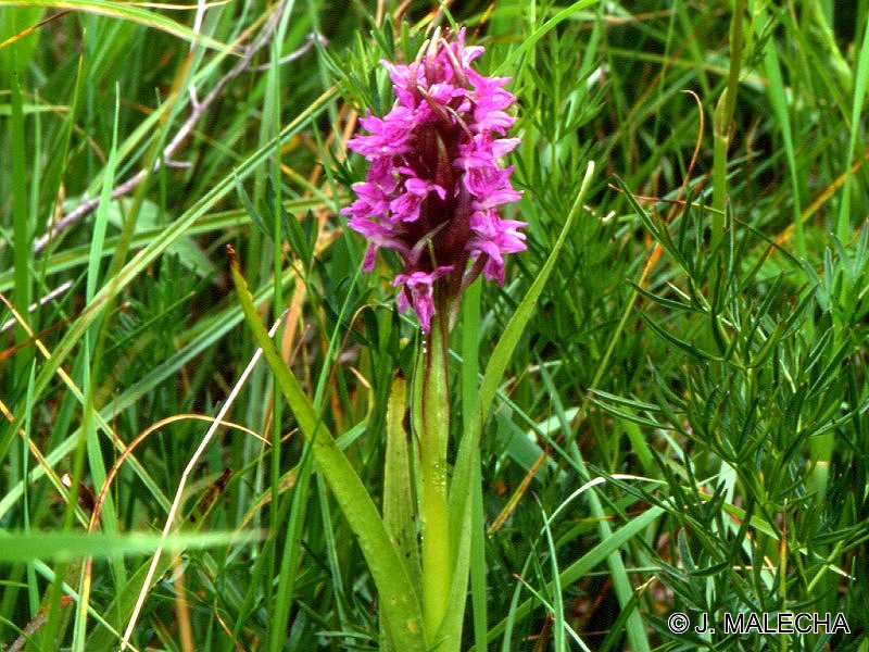 Afficher le média dactylorhiza_incarnata1jm dactylorhiza_incarnata1jm