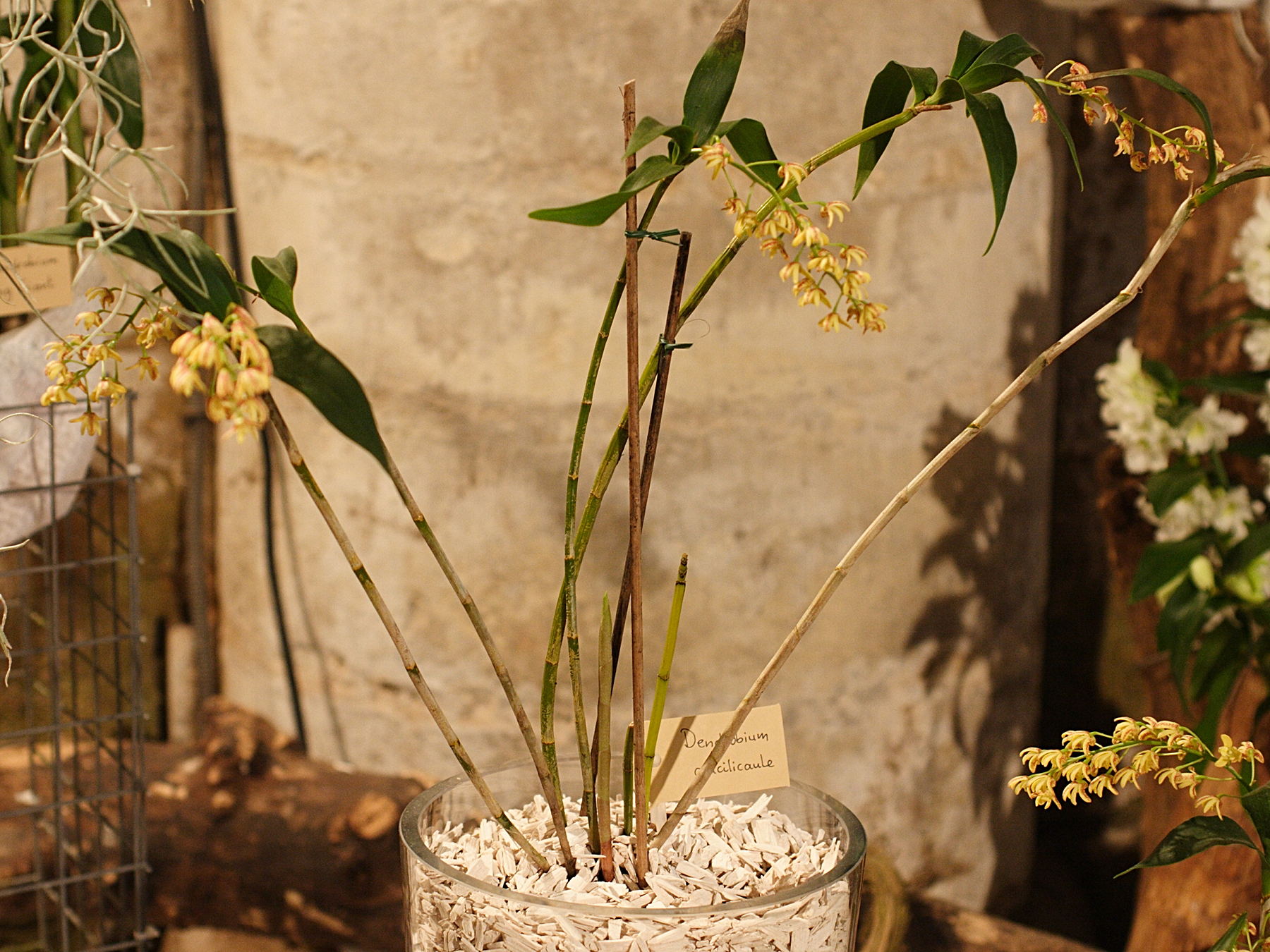 dendrobium_gracilicaule1md