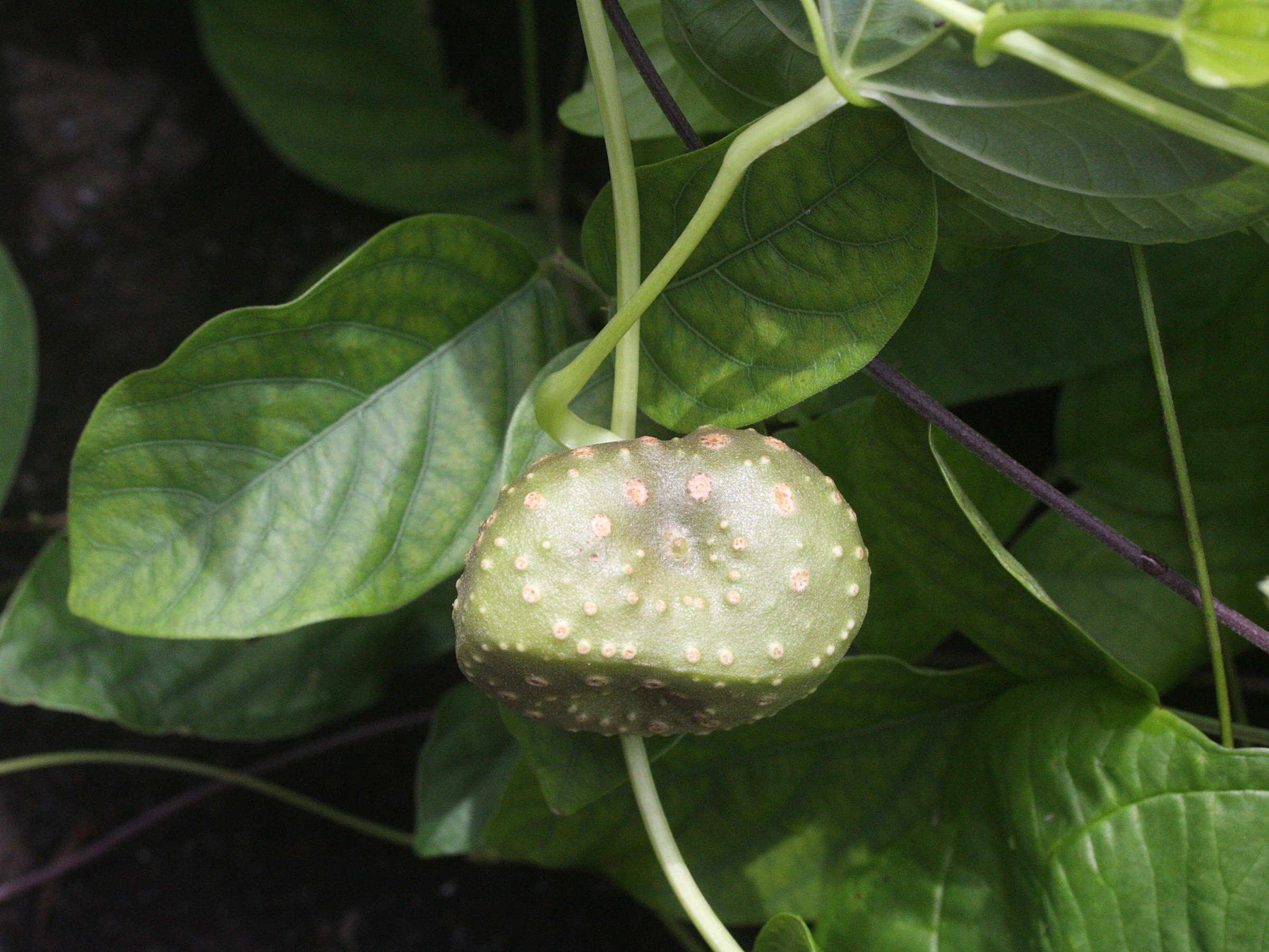 dioscorea_bulbifera2md