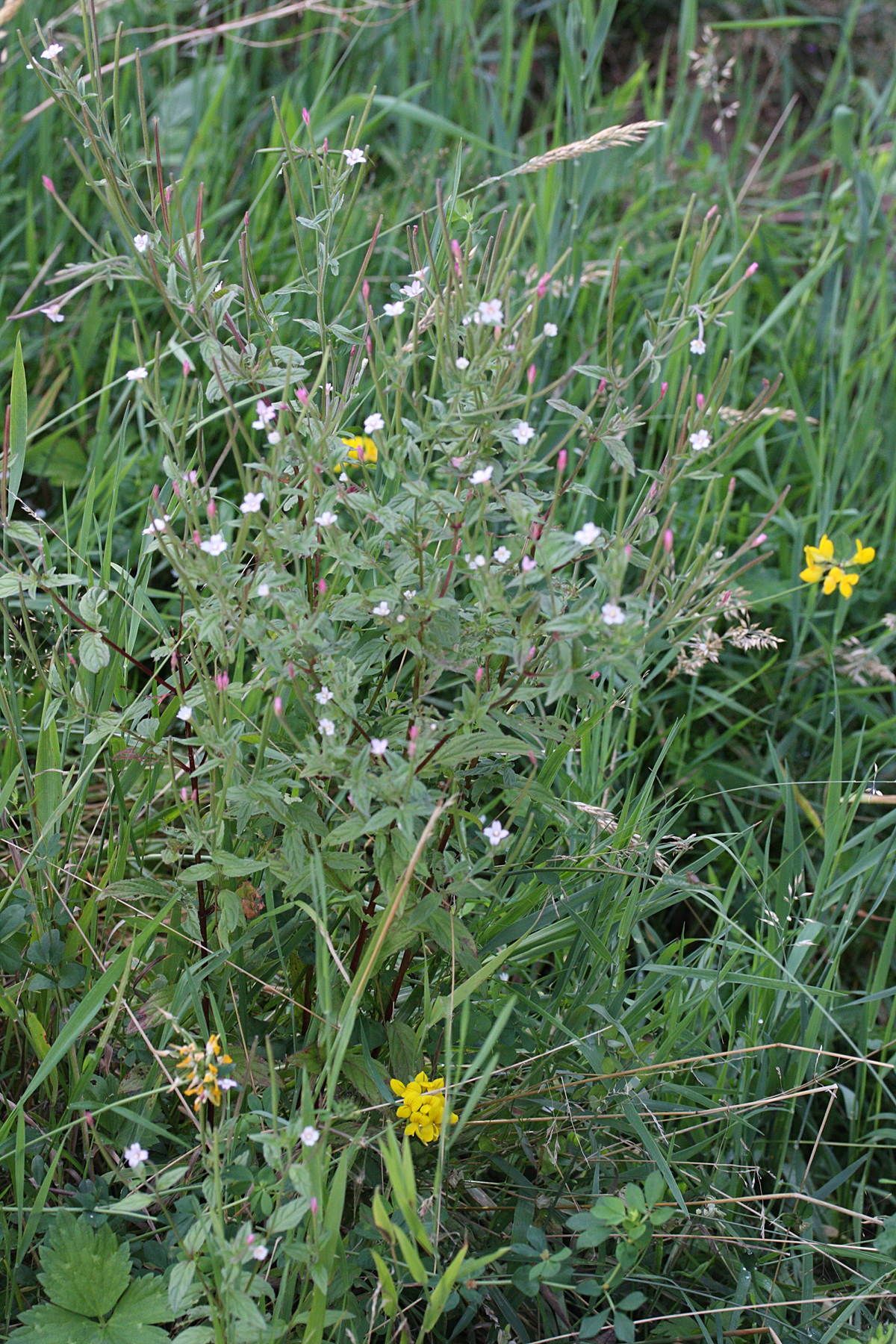 Afficher le média epilobium_lamyi1md epilobium_lamyi1md