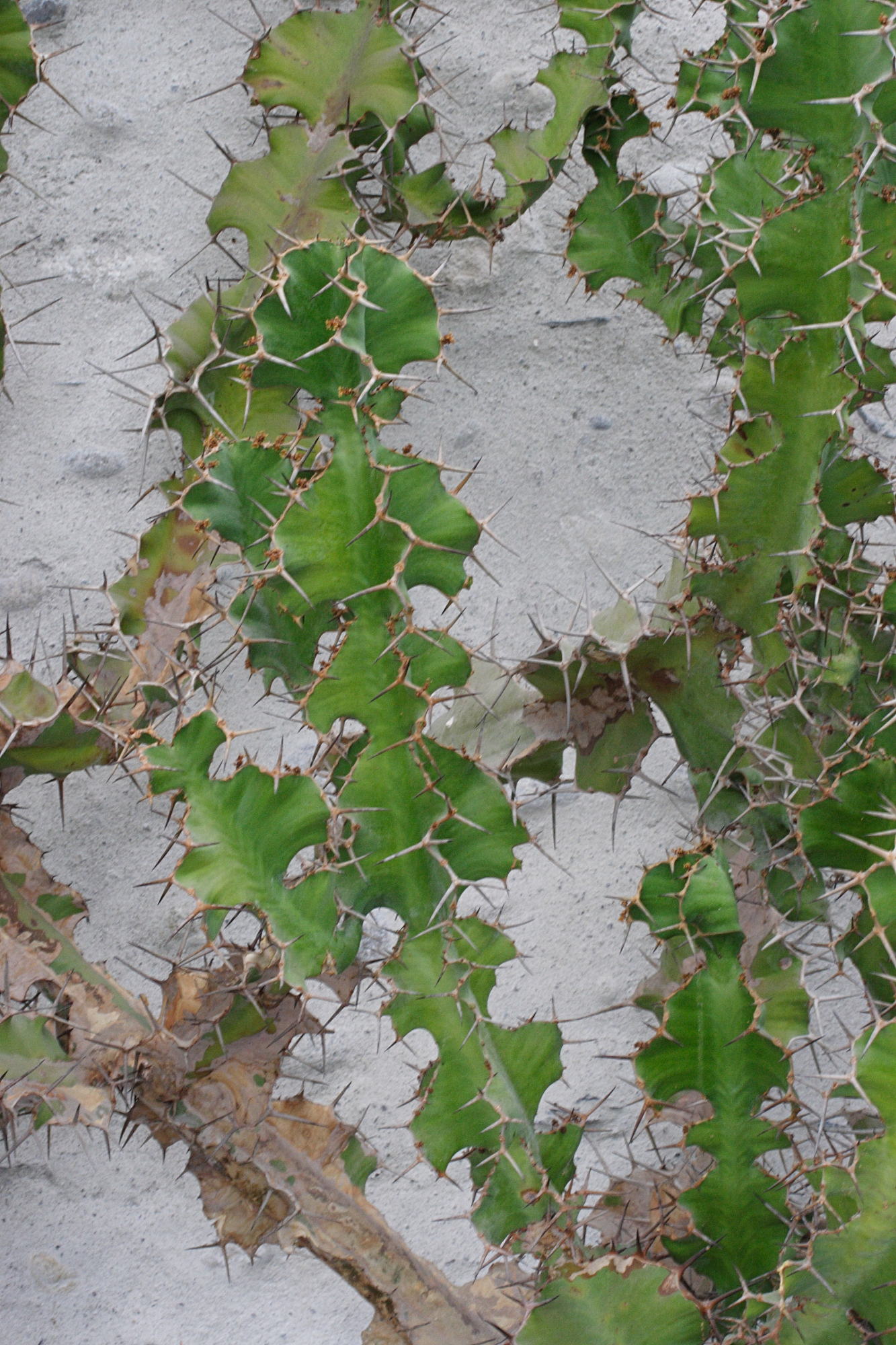 Afficher le média euphorbia_grandicornis1md euphorbia_grandicornis1md