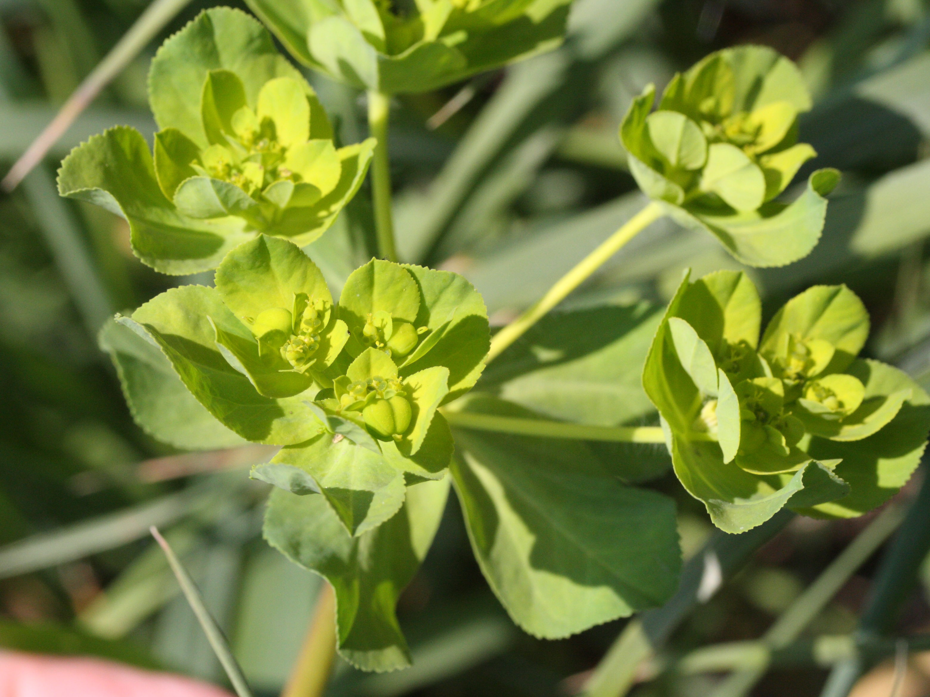 Afficher le média euphorbia_helioscopa3md euphorbia_helioscopa3md