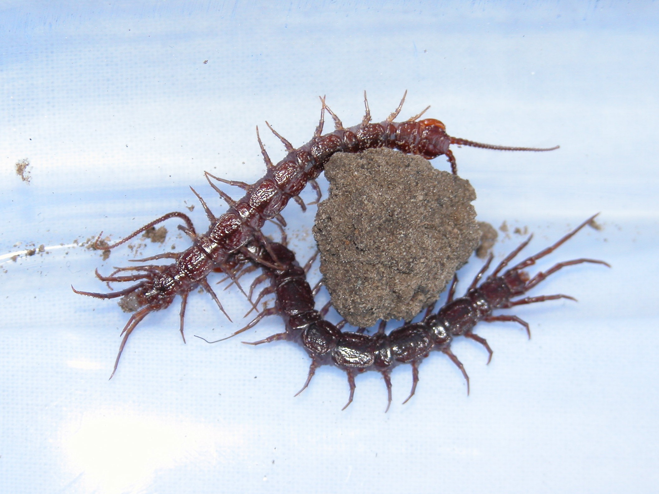 Afficher le média Eupolybothrus_nudicornis Eupolybothrus_nudicornis