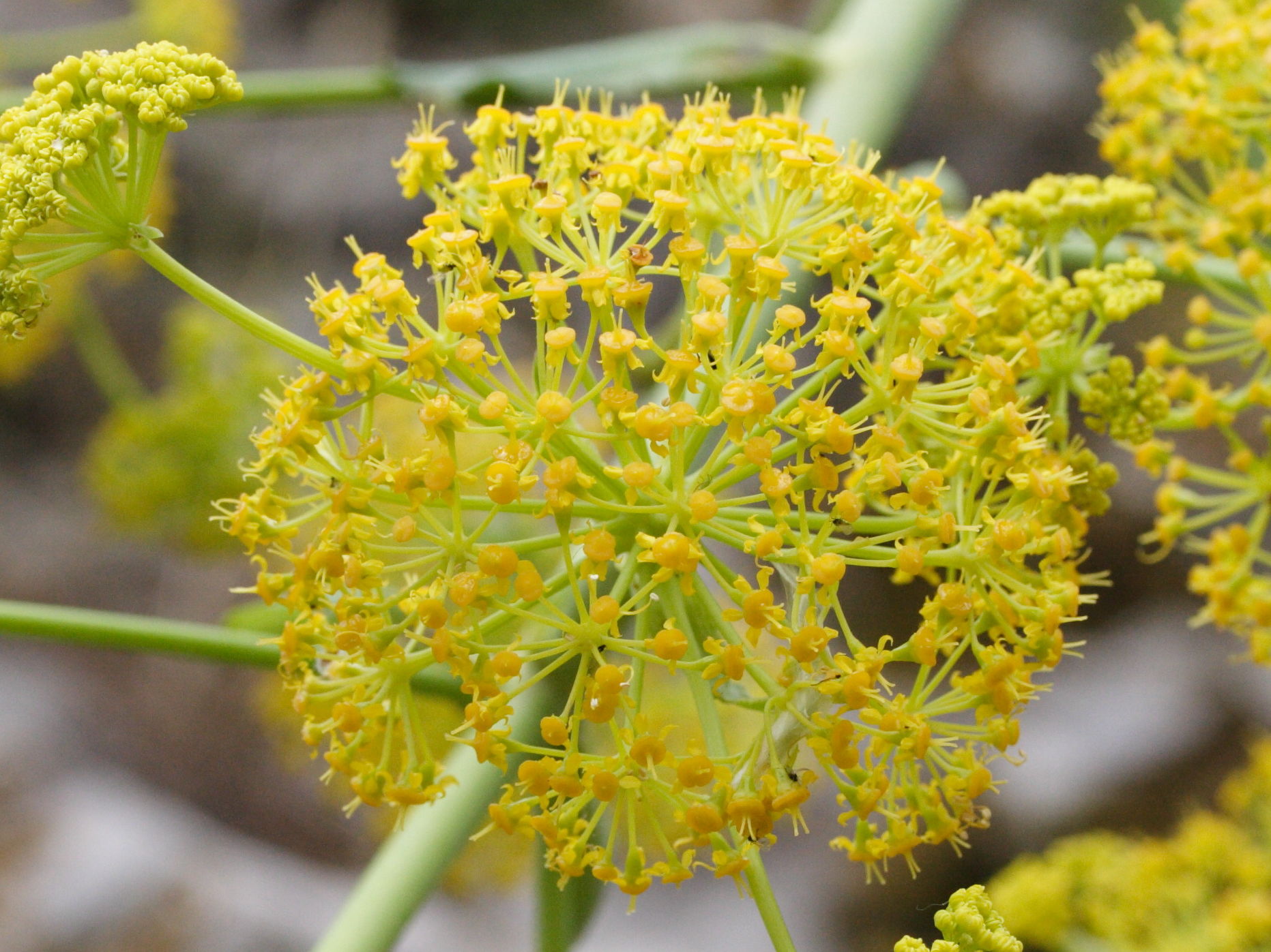 Ferula_communis