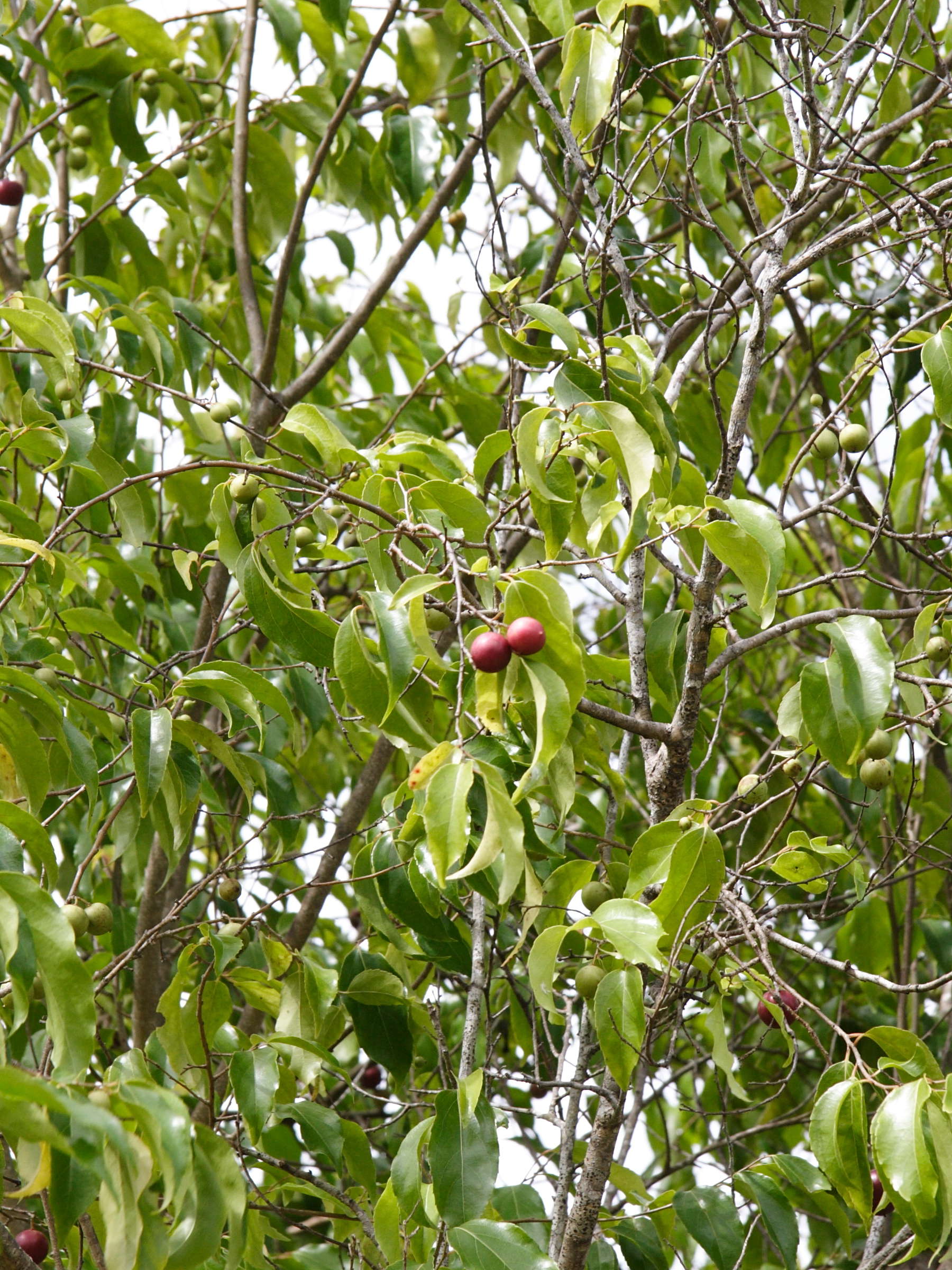 flacourtia_jangomas2md