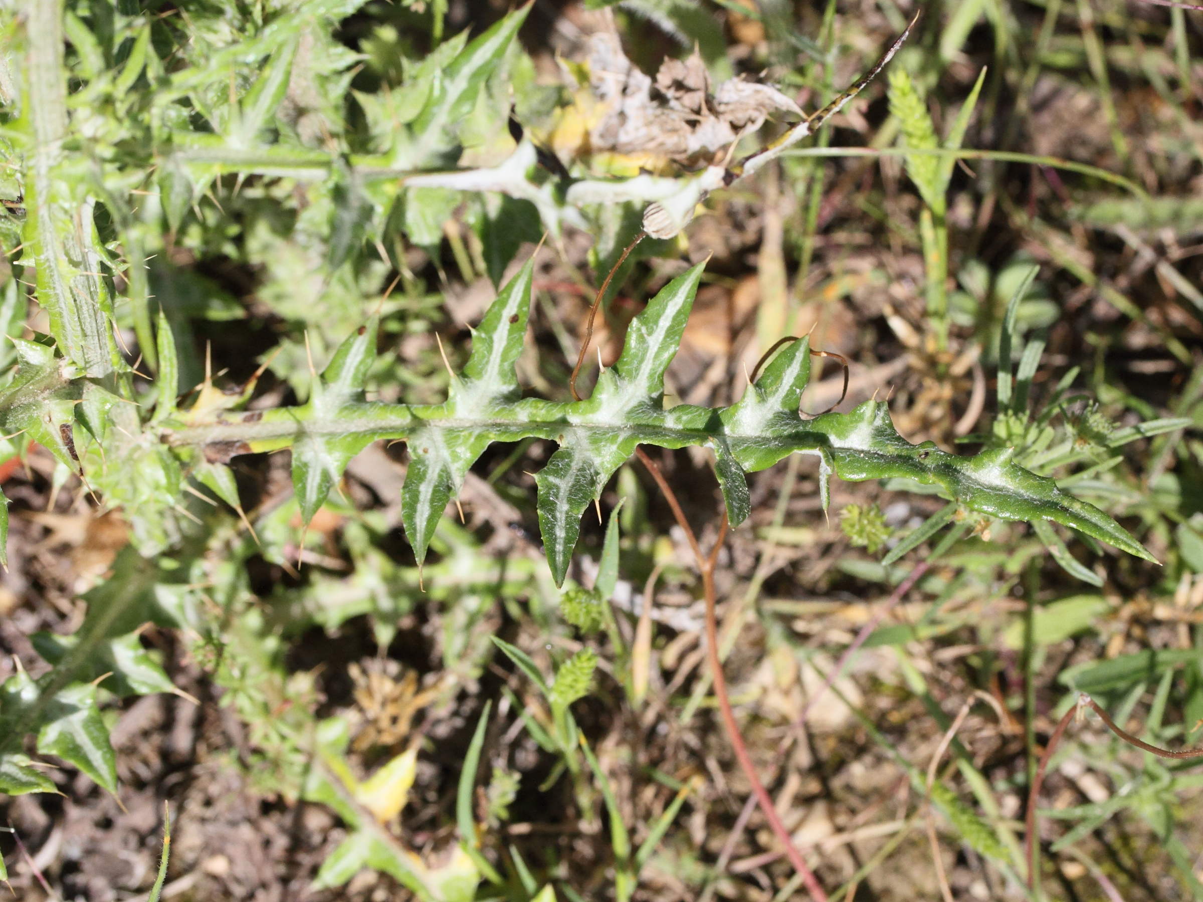 Afficher le média Galactites_elegans Galactites_elegans
