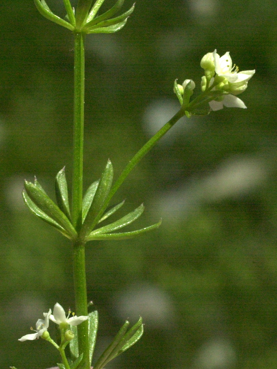 Afficher le média Galium_mollugo Galium_mollugo