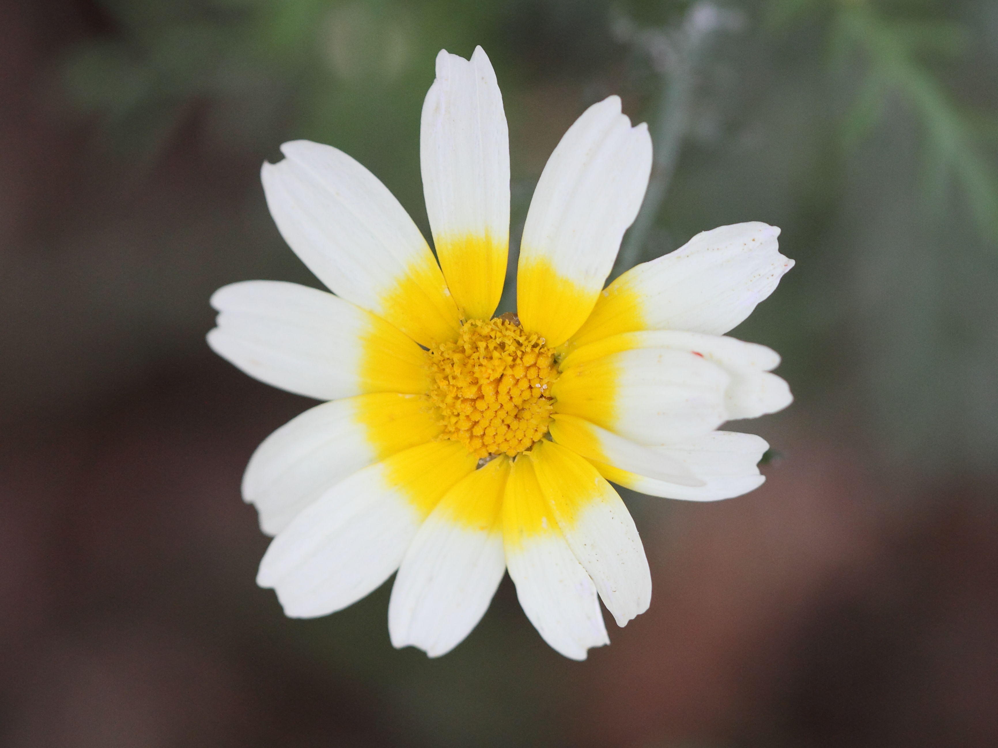 glebionis_coronaria2bd