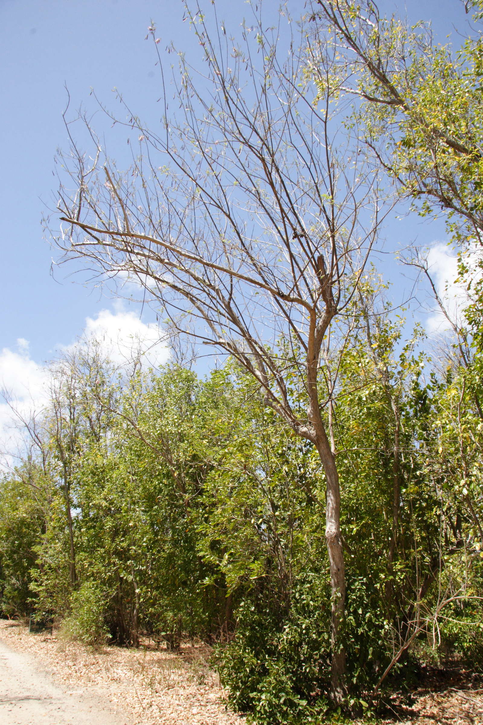 gliricidia_sepium4md