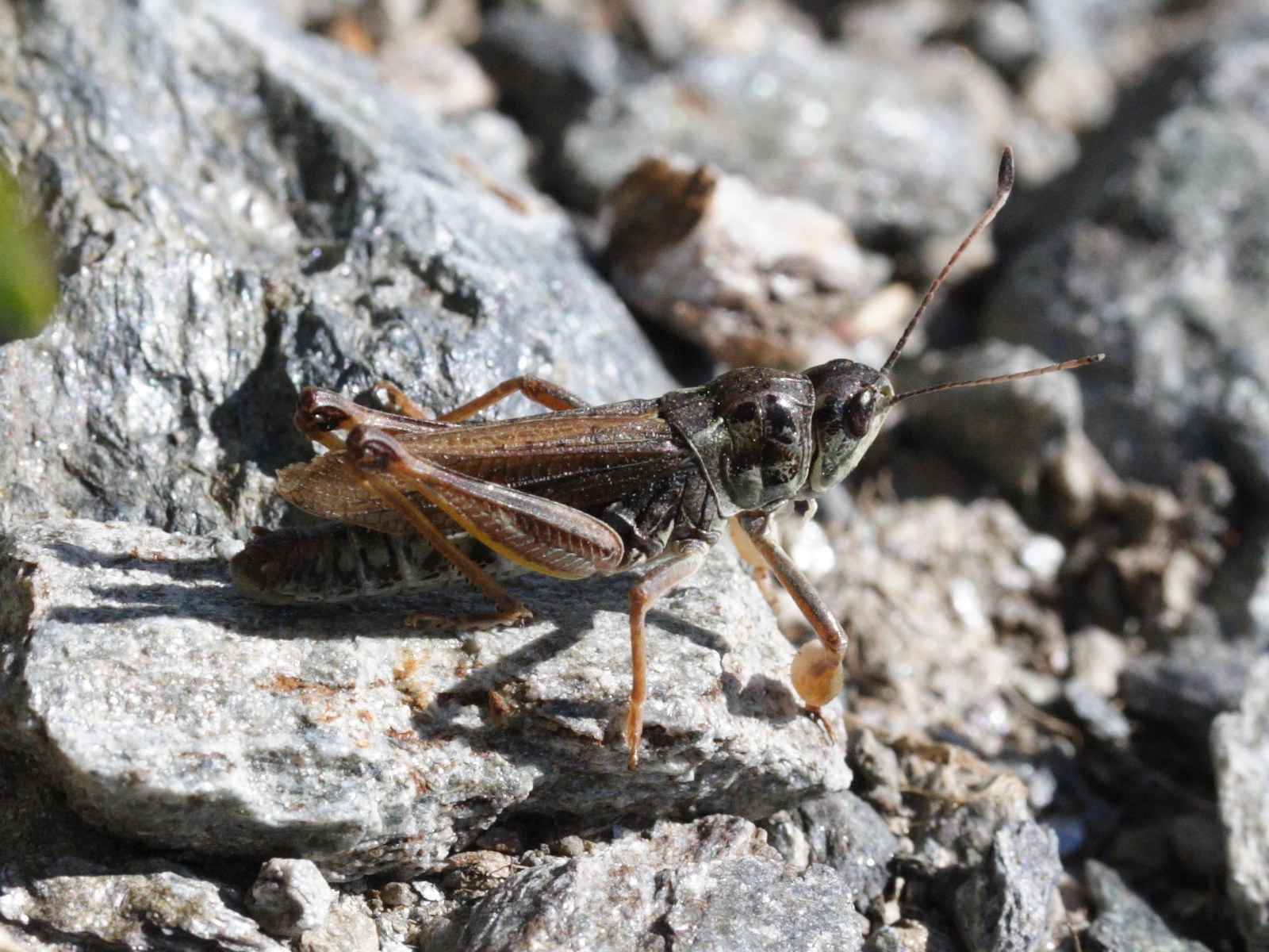 gomphocerus_sibiricus5md